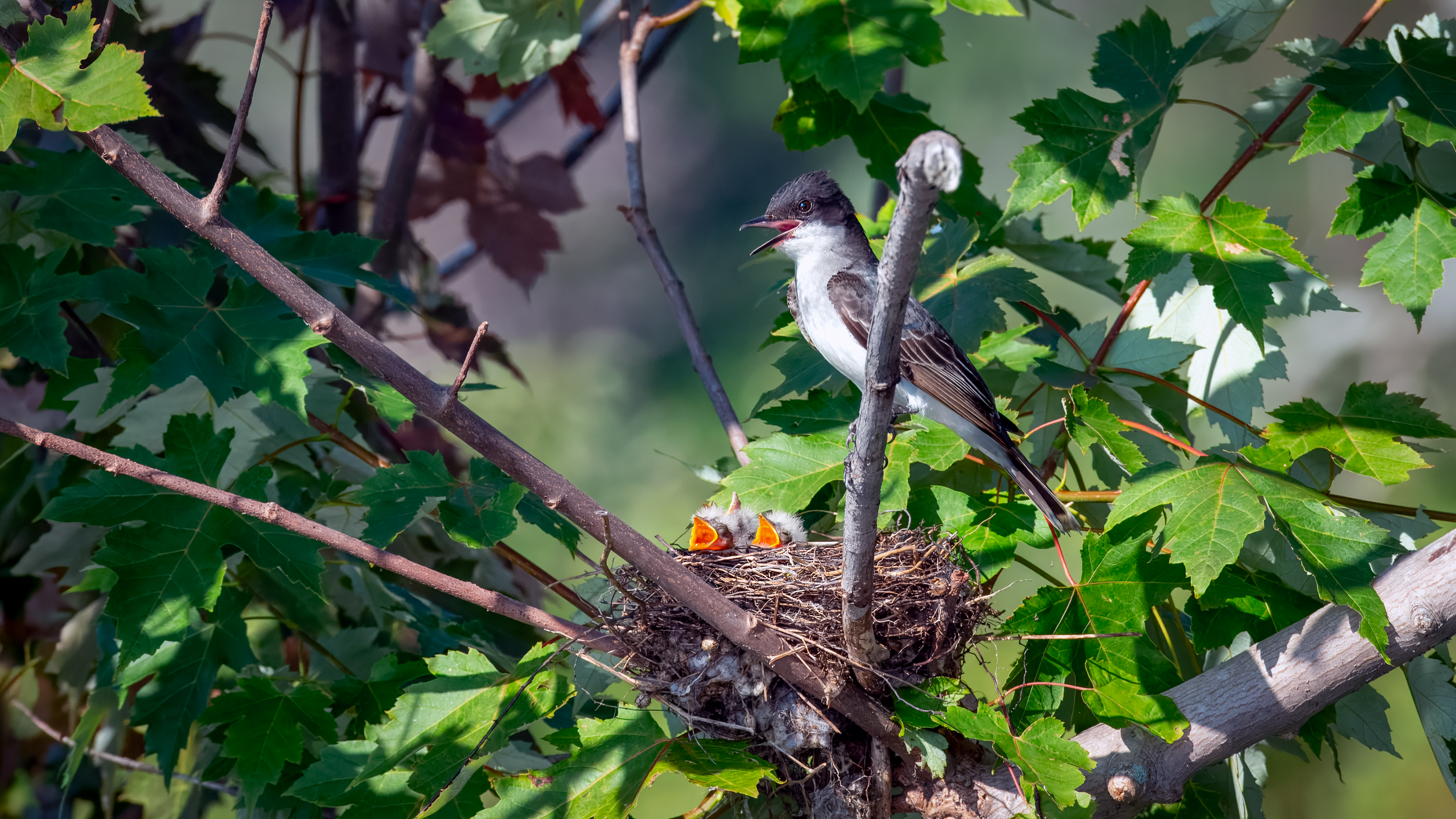 Eastern Kingbird with chicks in nest at Ausable Marsh WMA, Peru, NY