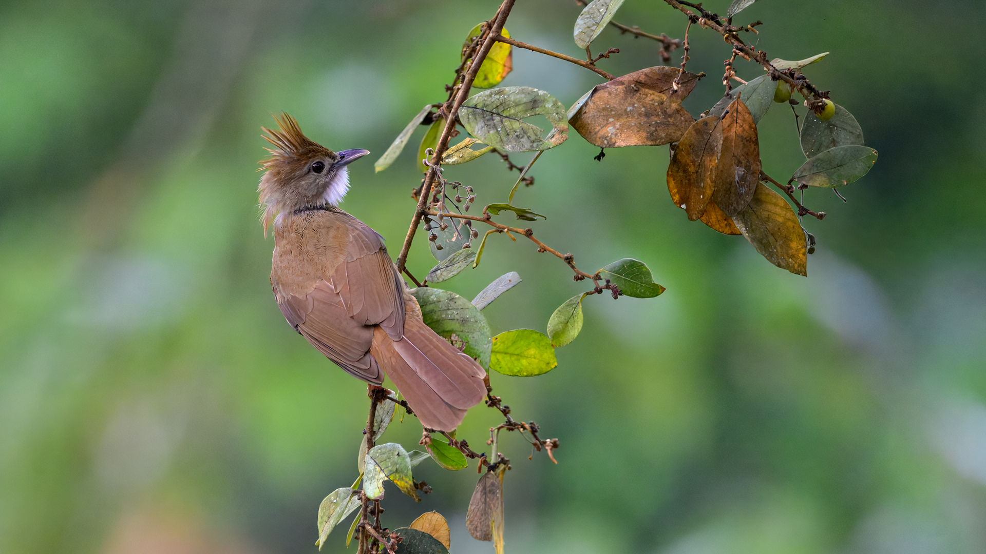 Ocraceous Bulbul on vine at Kaeng Krachan National park in Phetchaburi, Thailand
