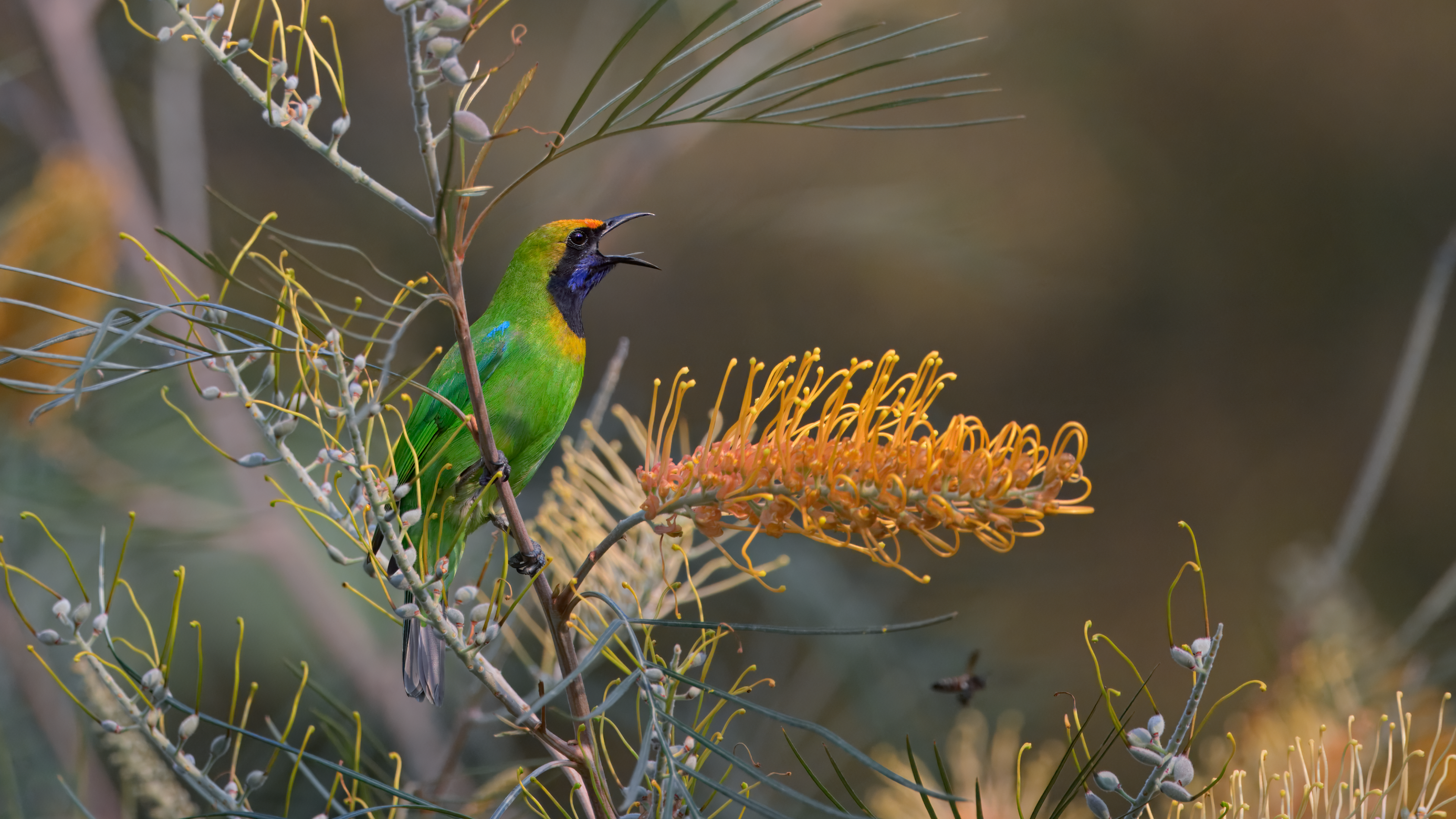Golden-fronted Leafbird calls from flowering tree in Chiang Dao, Thailand