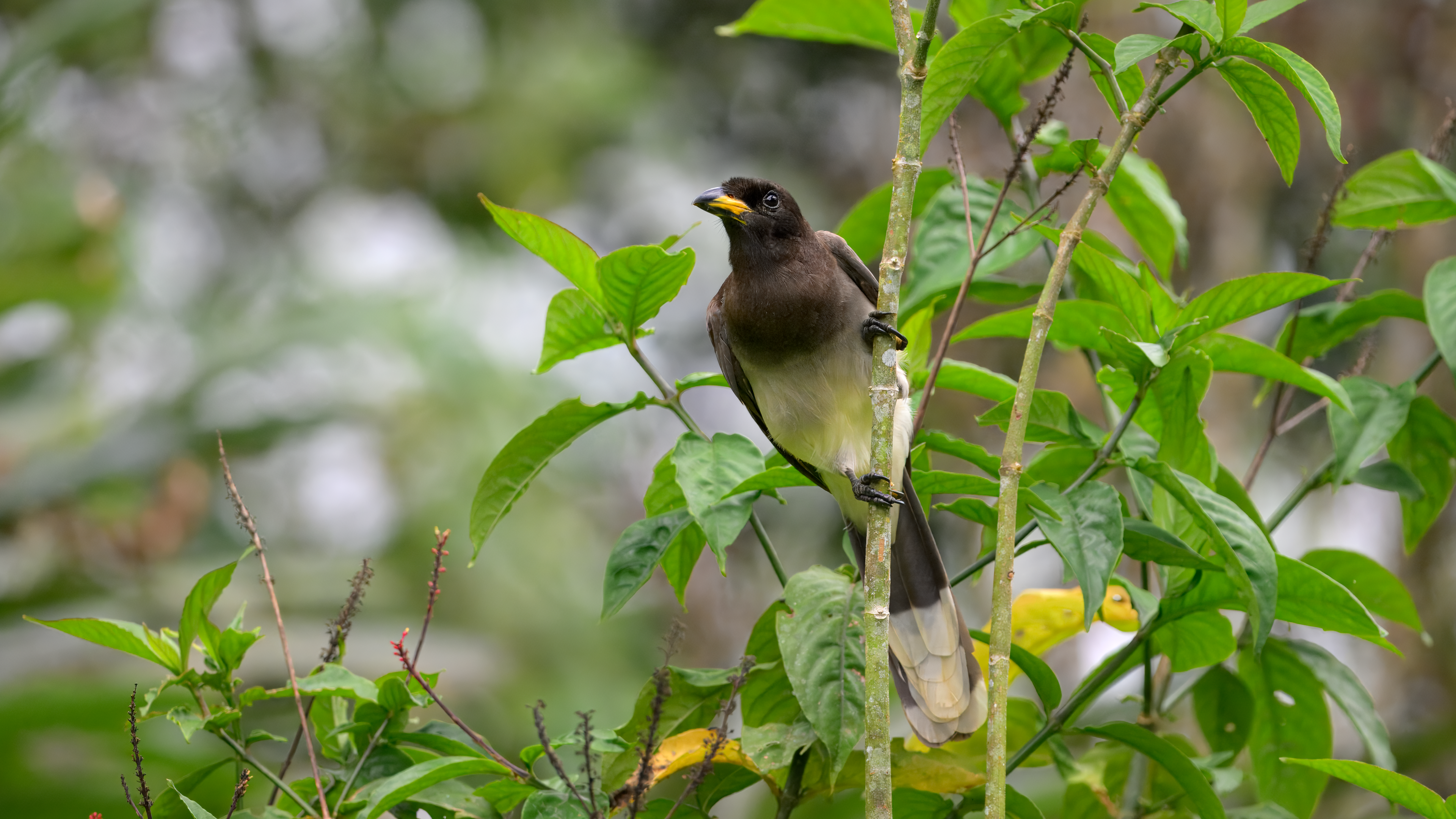 Brown Jay juvenile on leafy twig at Rancho Naturalista in Turrialba, Costa Rica