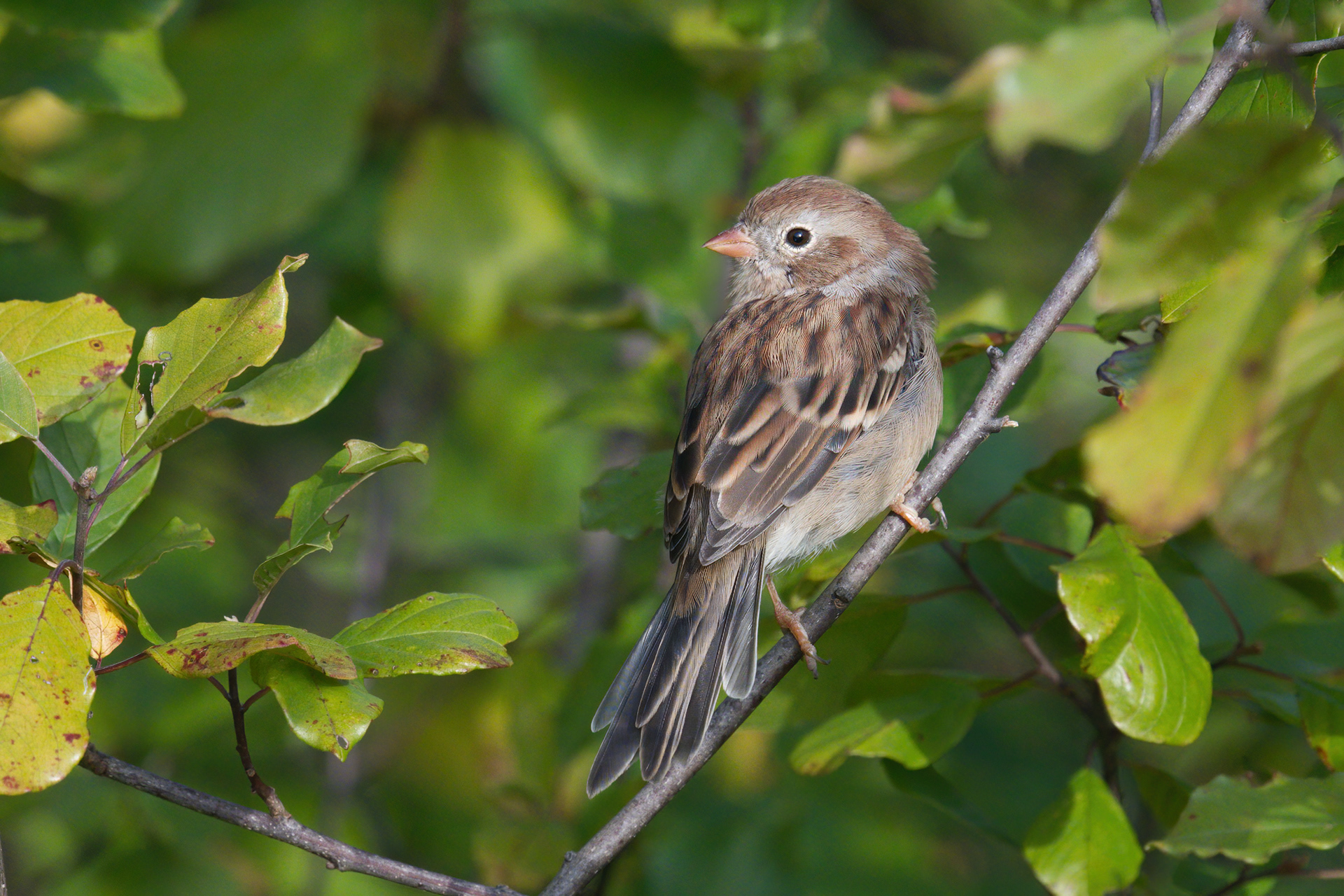 Field Sparrow poses up close on the Jim Schug trail in Dryden, NY