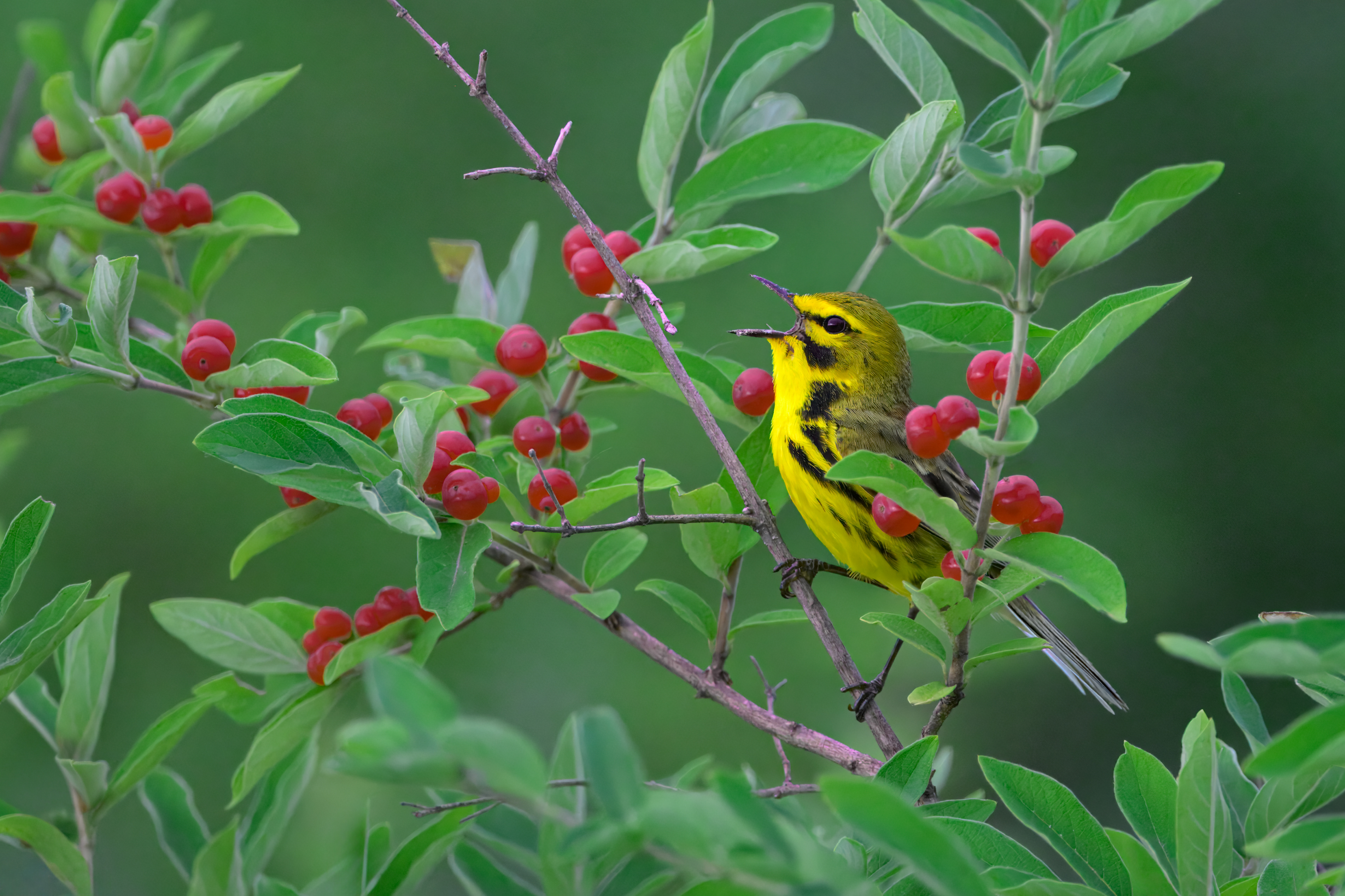 Prairie Warbler singing among berries on Morrow's honeysuckle at Fort Drum, NY