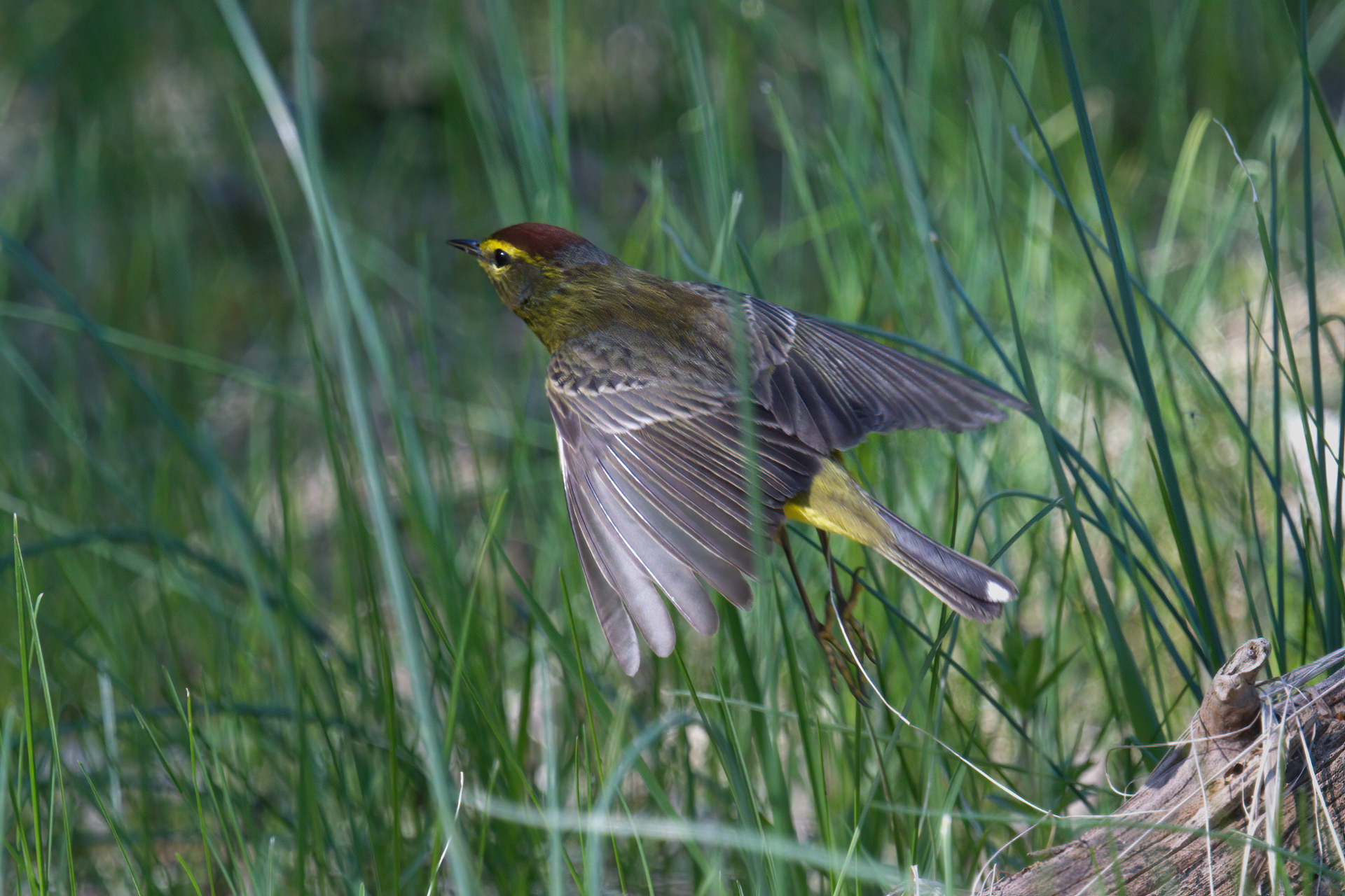 Palm Warbler breeding male flies through tall grass