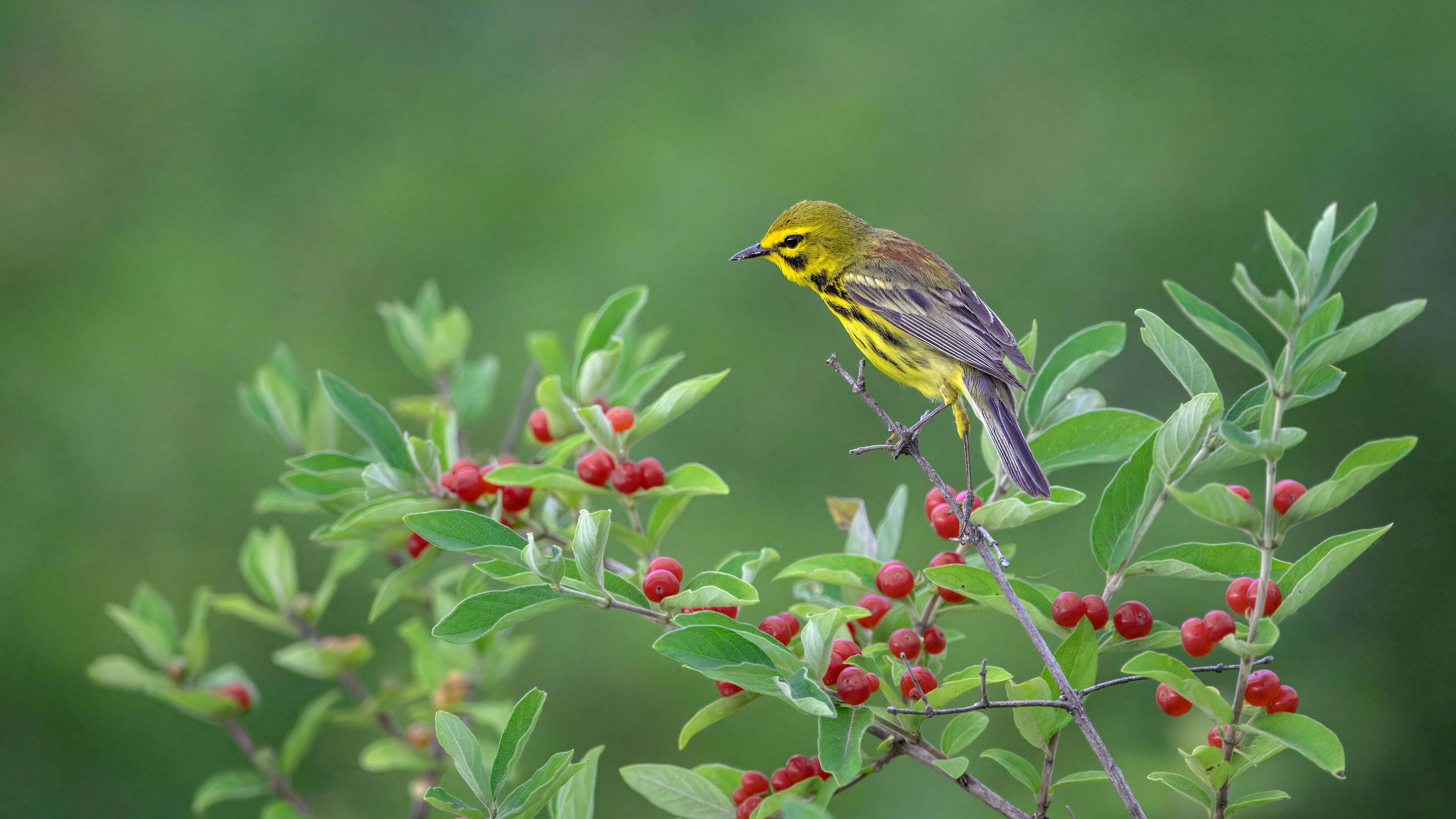 Prairie Warbler breeding male poses on berry-laden Morrow's honeysuckle