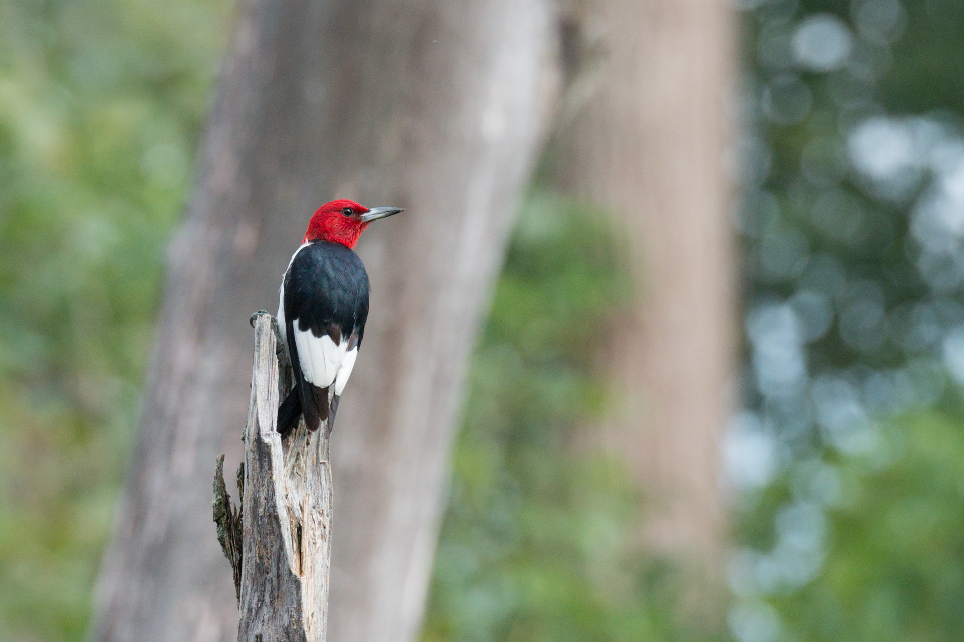 Red-headed Woodpecker at Montezuma NWR, Seneca Falls, NY
