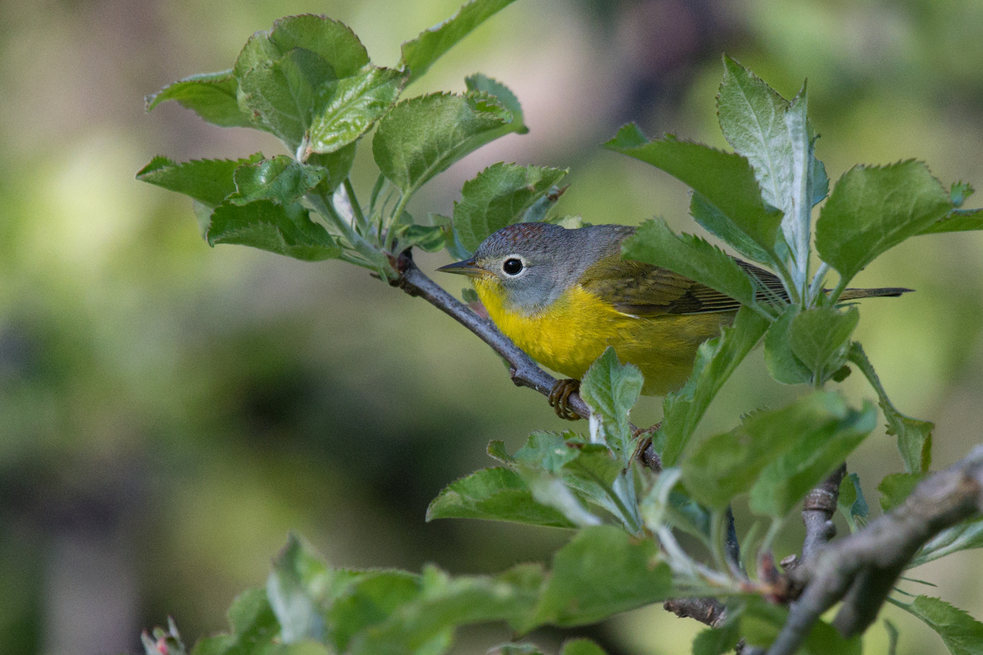 Nashville Warbler breeding male at Sterling Nature Center