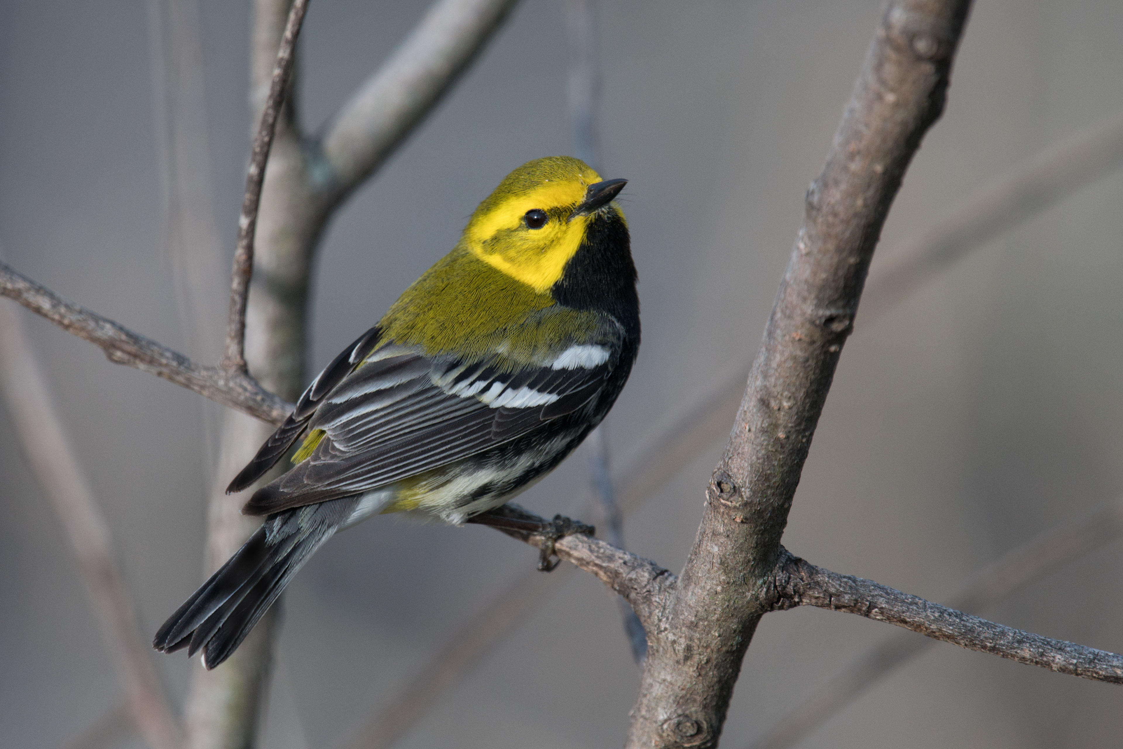 Black-throated Green Warbler breeding male up close at magee Marsh wildlife area in Ohio