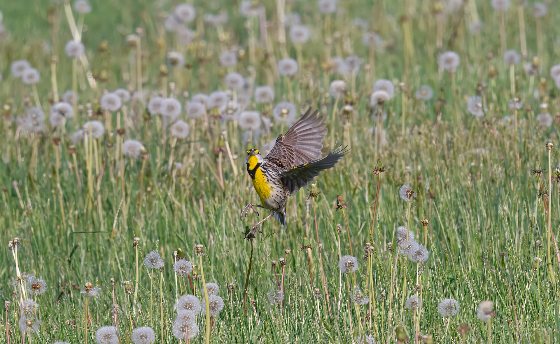 Eastern Meadowlark hovers in field at Sterling Nature Center in Sterling, NY