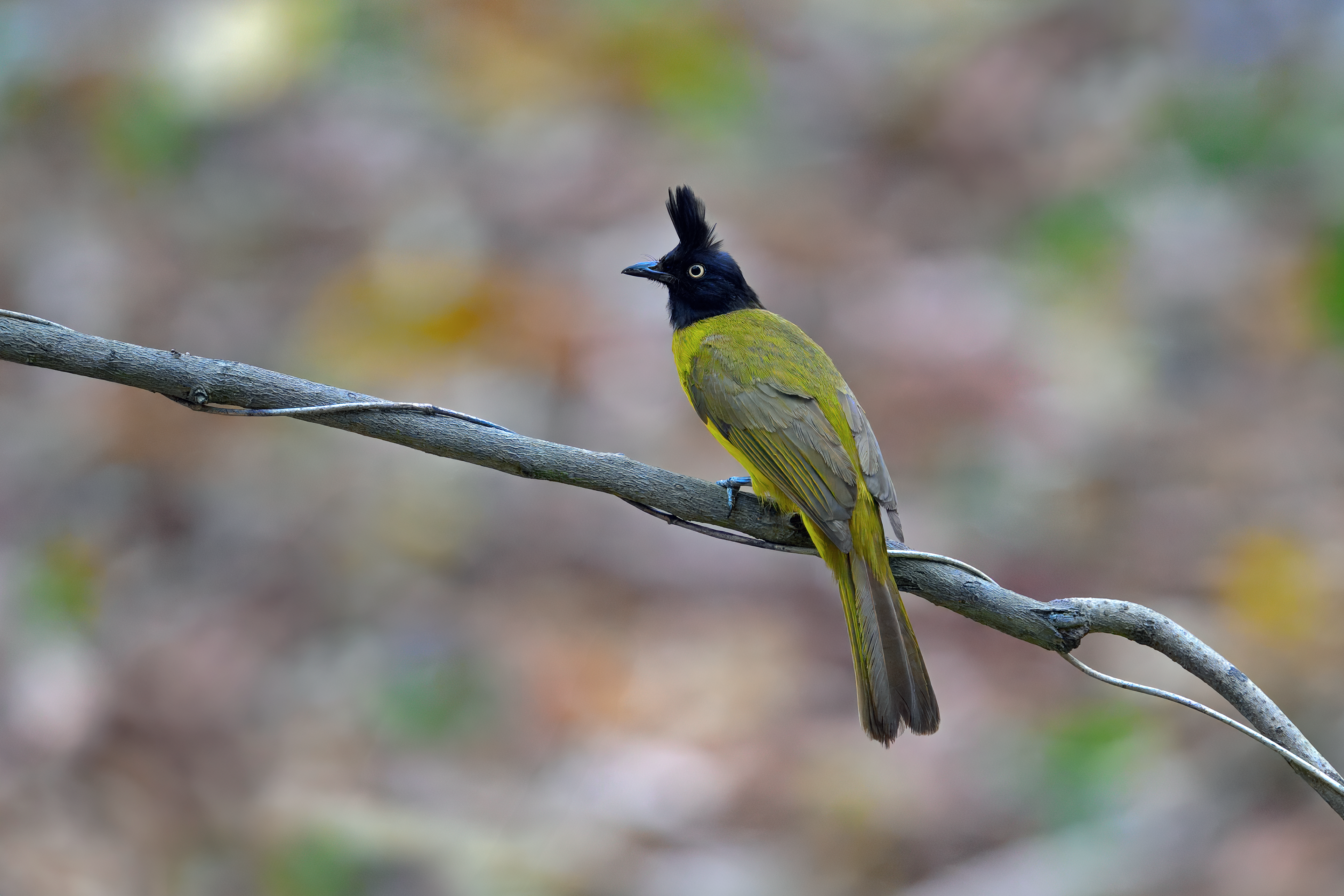 Black-crested Bulbul poses at Baan Maka Nature Lodge in Phetchaburi, Thailand