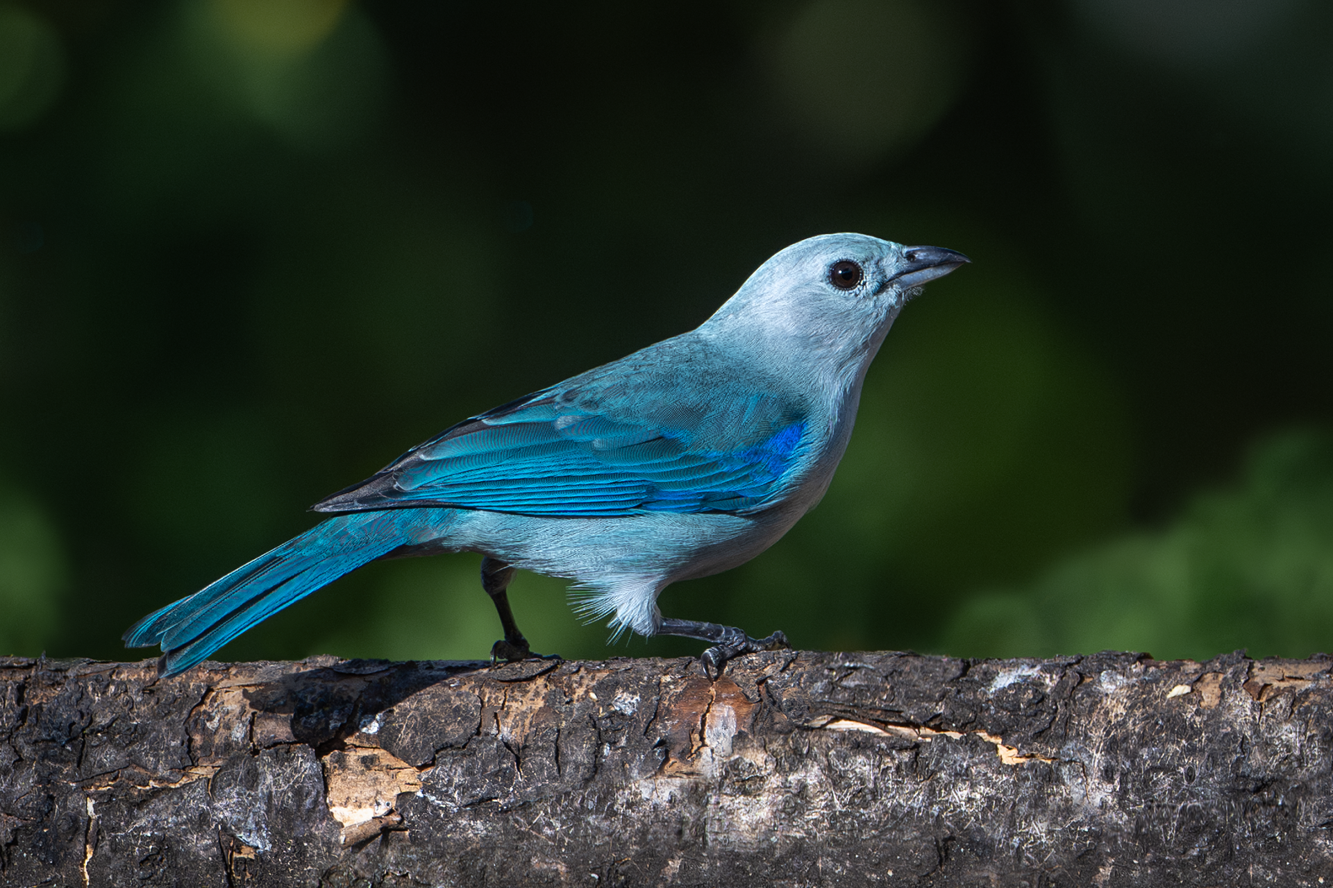 Blue-gray Tanager at Hotel Savegre in San Gerardo de Dota, Costa Rica