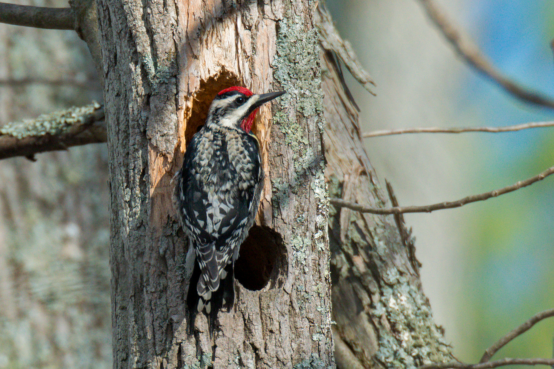 Male Yellow-bellied Sapsucker at Sapsucker Woods in Ithaca, NY