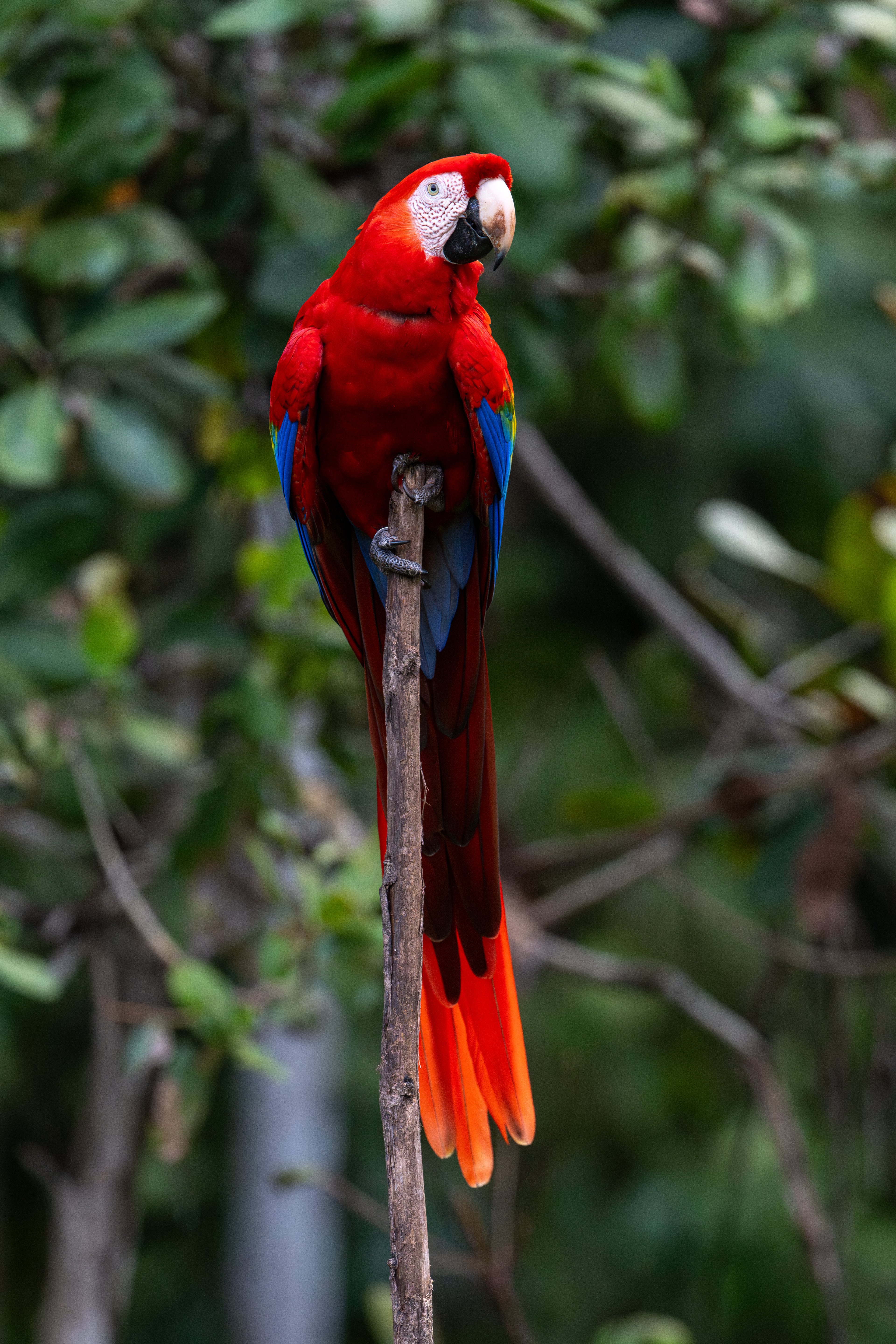 Scarlet Macaw poses close up at Cerro Lodge in Tarcoles, Costa Rica