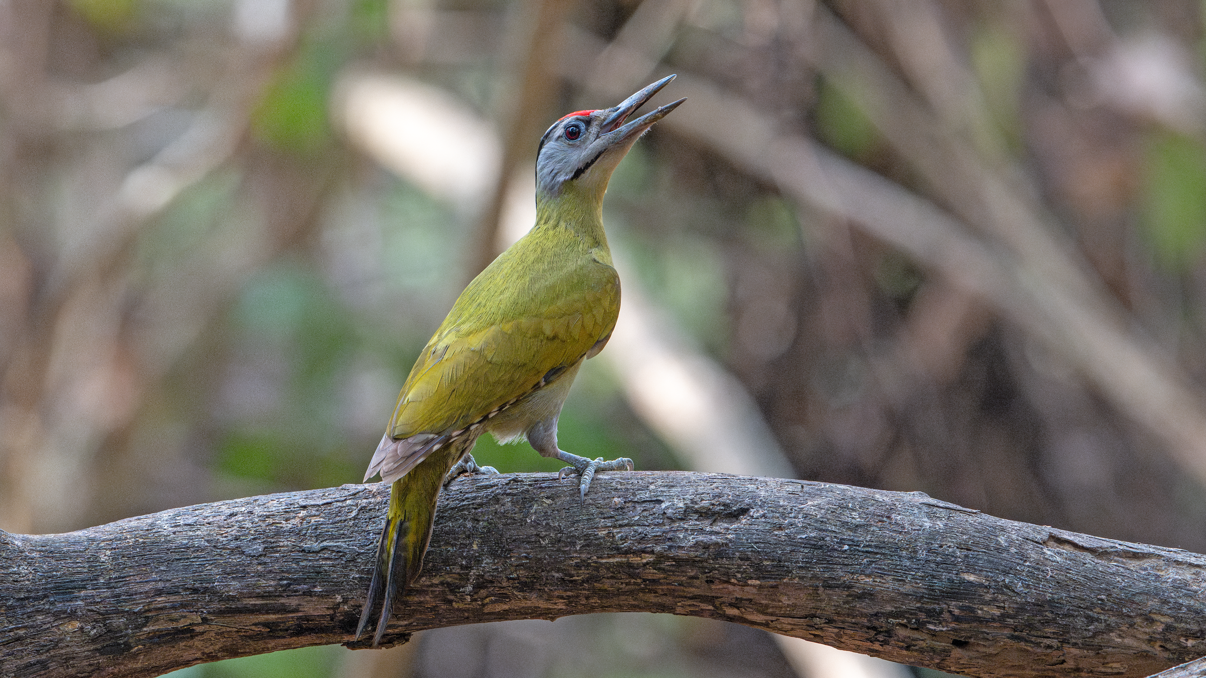 Gray-headed Woodpecker at Baan Maka Nature Lodge in Phetchaburi, Thailand