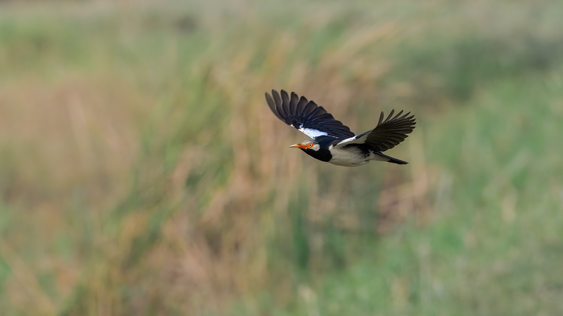 Asian Pied Starling at Nong Pla Lai rice paddy fields in Phetchaburi, Thailand