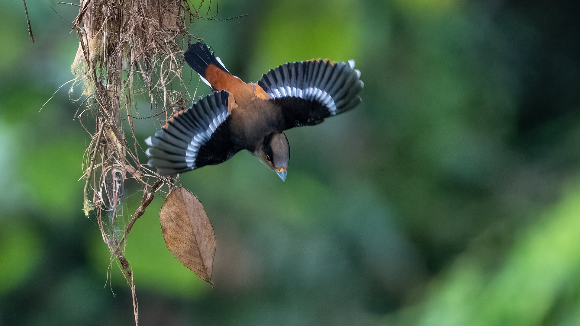 Silver-breasted Broadbill flies from nest at Kaeng Krachan National Park in Thailand