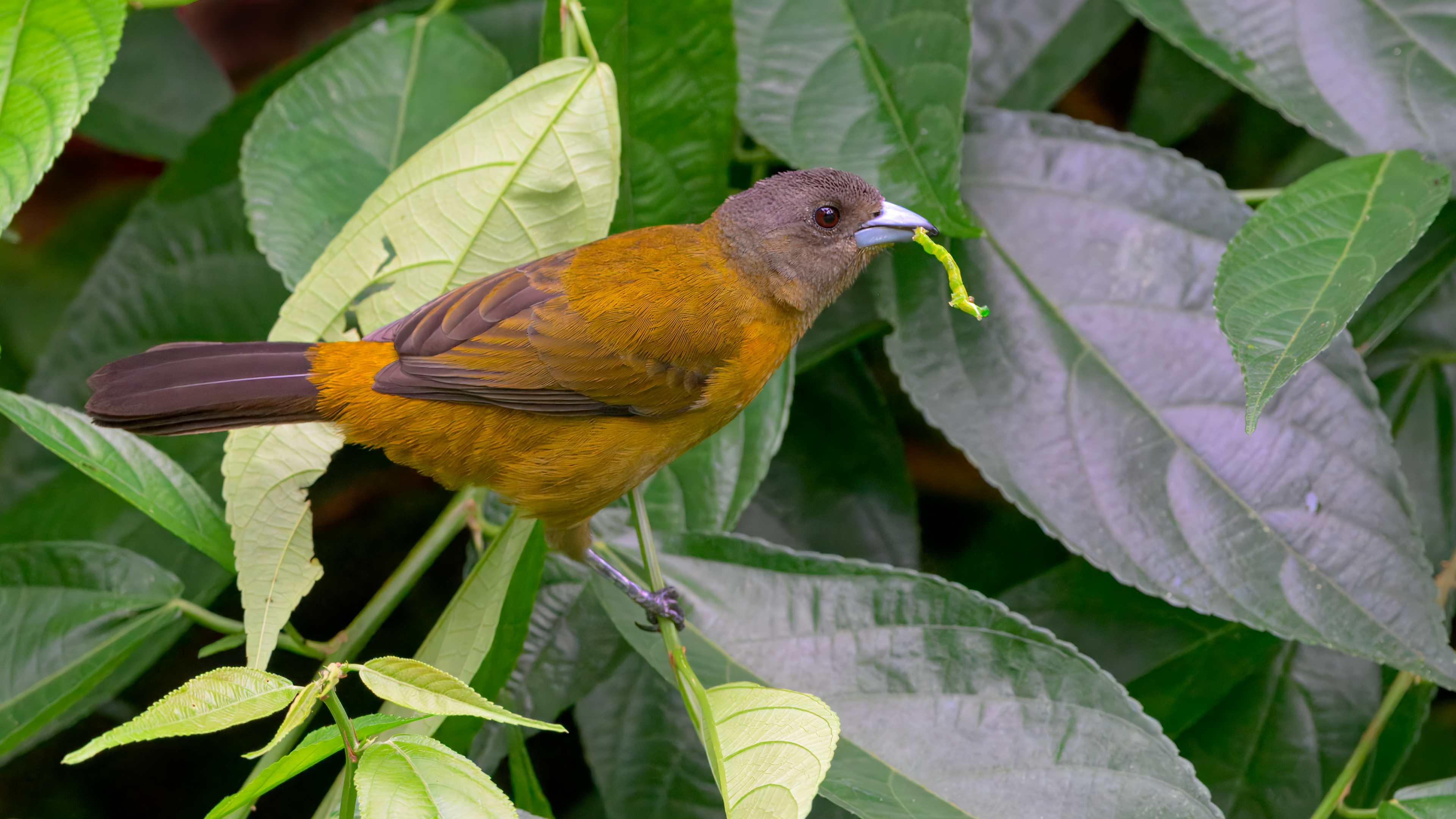 Scarlet-rumped Tanager female catches worm in Sarapiqui, Costa Rica