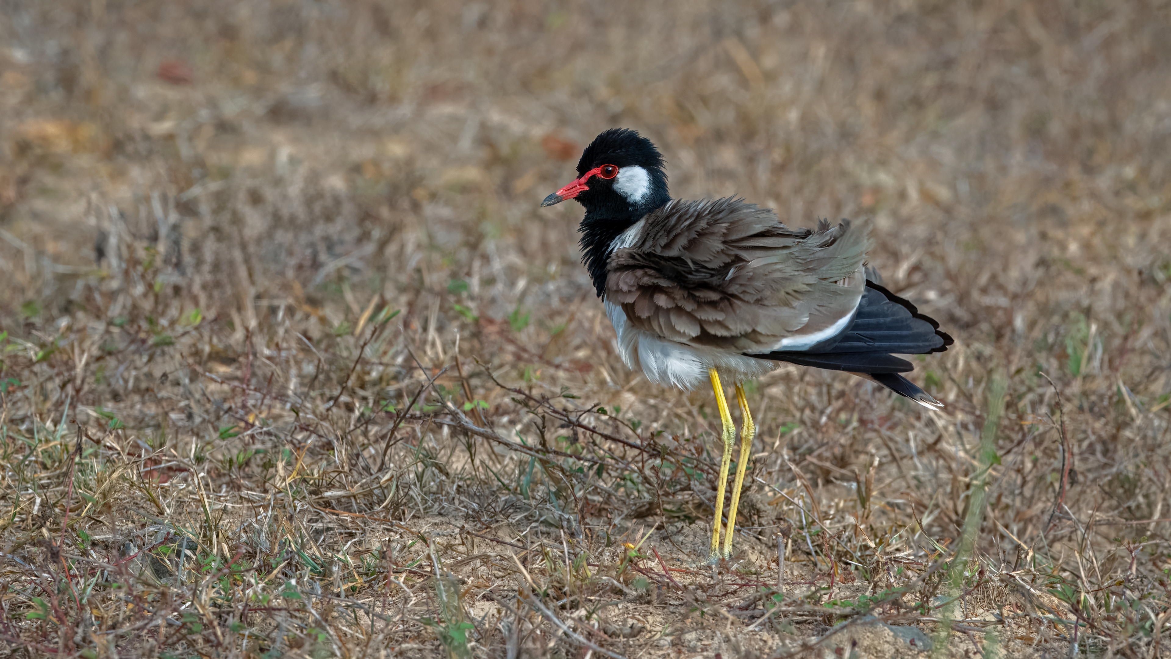 Red-wattled Lapwing with feathers ruffled at Kaeng Krachan National park, Thailand