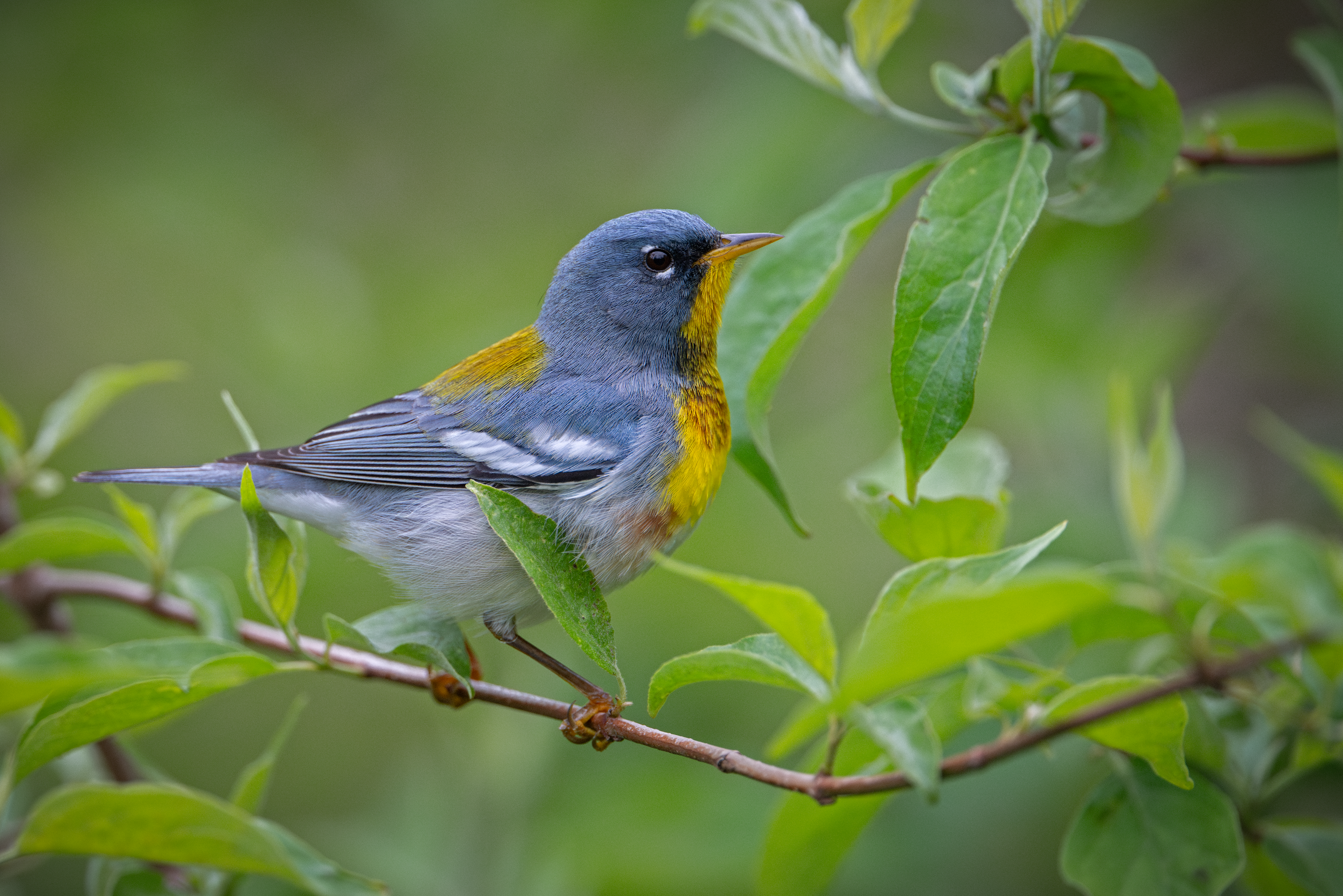 Northern Parula breeding male poses close up on vine at magee marsh wildlife area in ohio during big week 2024