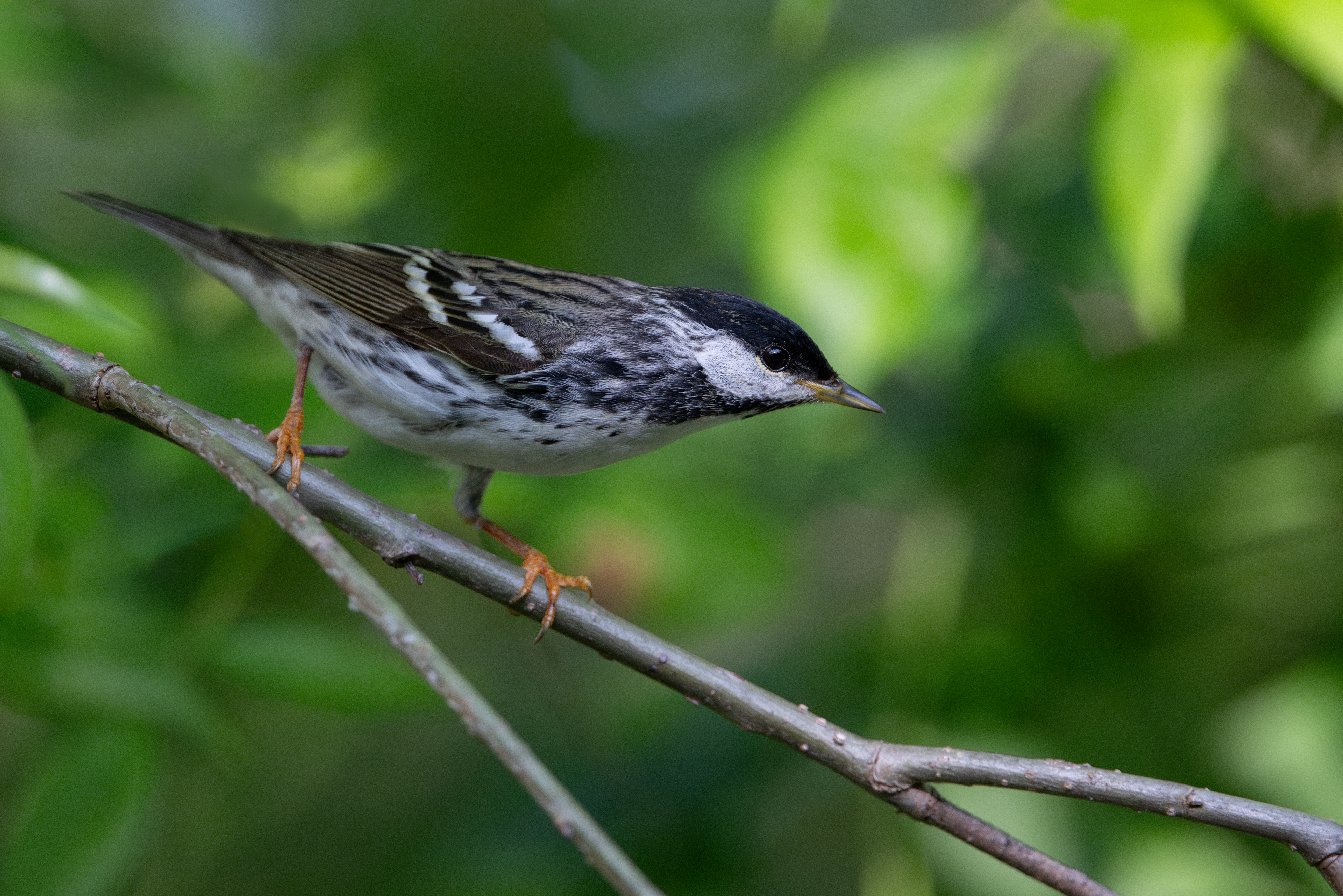 Blackpoll Warbler breeding male poses close up at magee marsh wildlife area in ohio during big week 2024