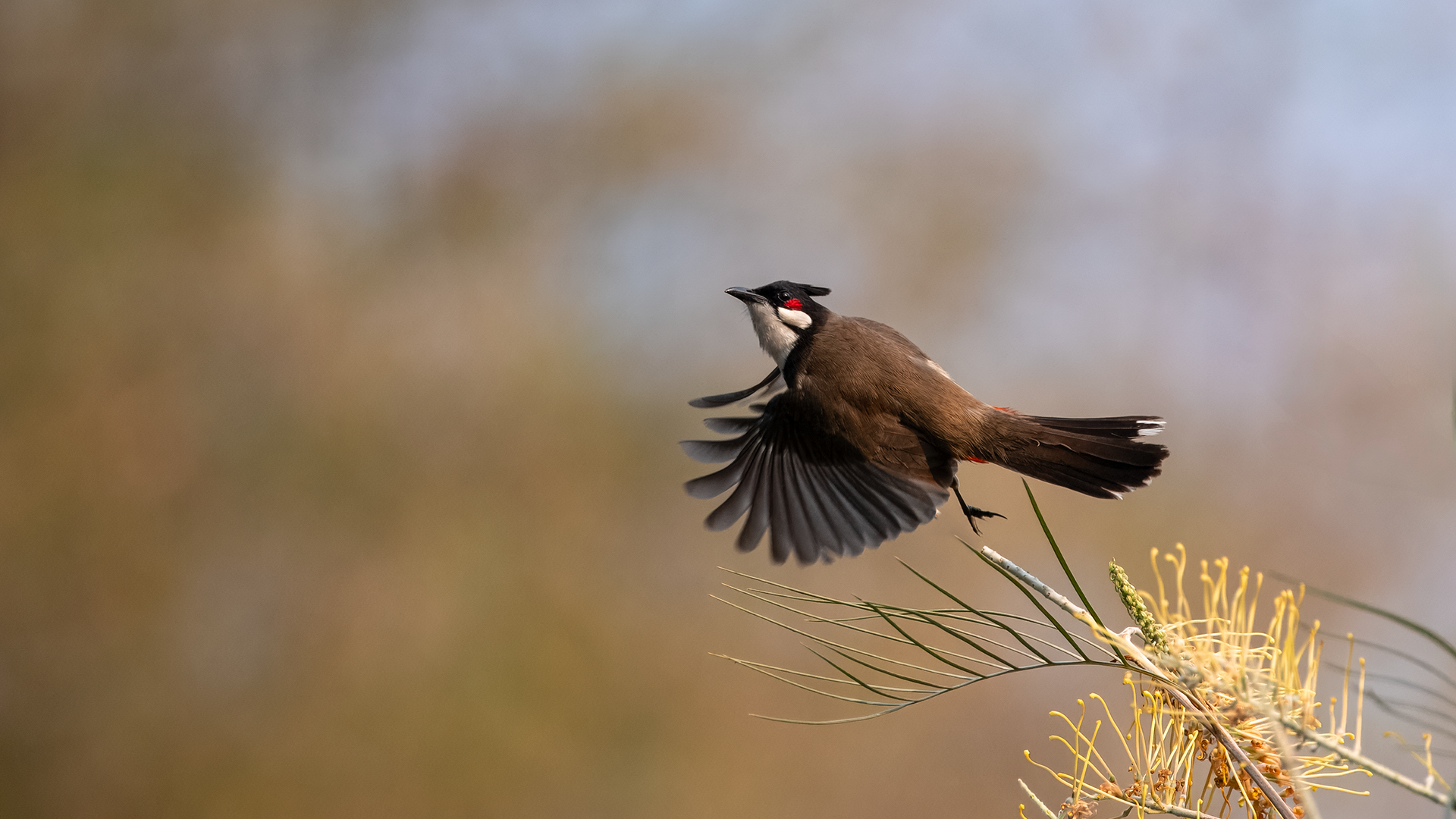Red-whiskered Bulbul takes flight from Silky oak tree in Chiang Dao, Thailand