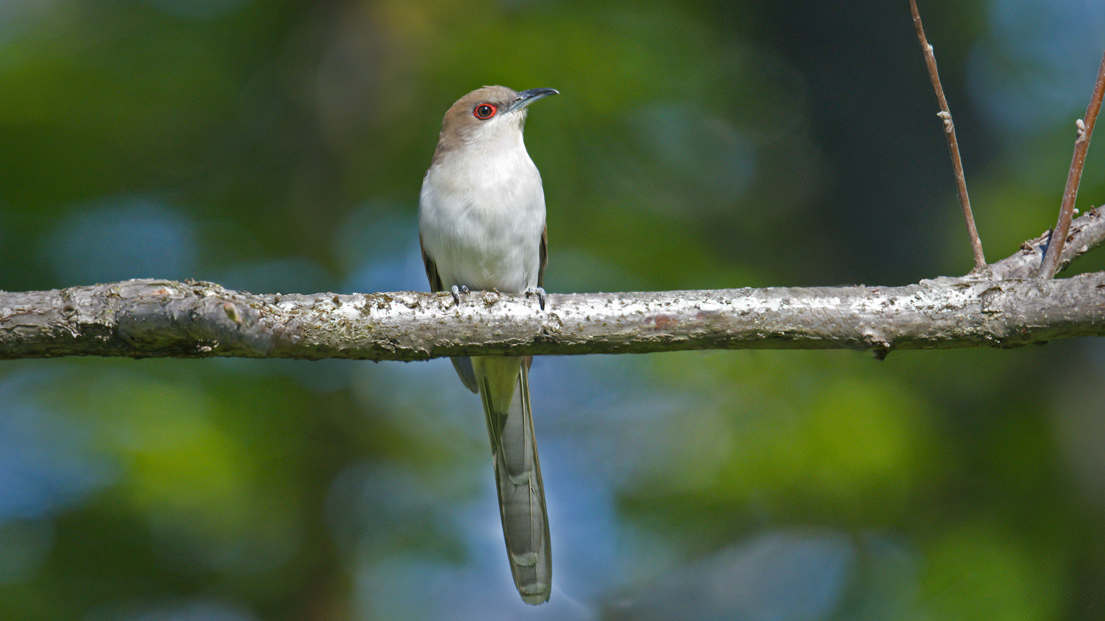 Black-billed Cuckoo poses on branch at Beechwood State Park in Sodus, NY