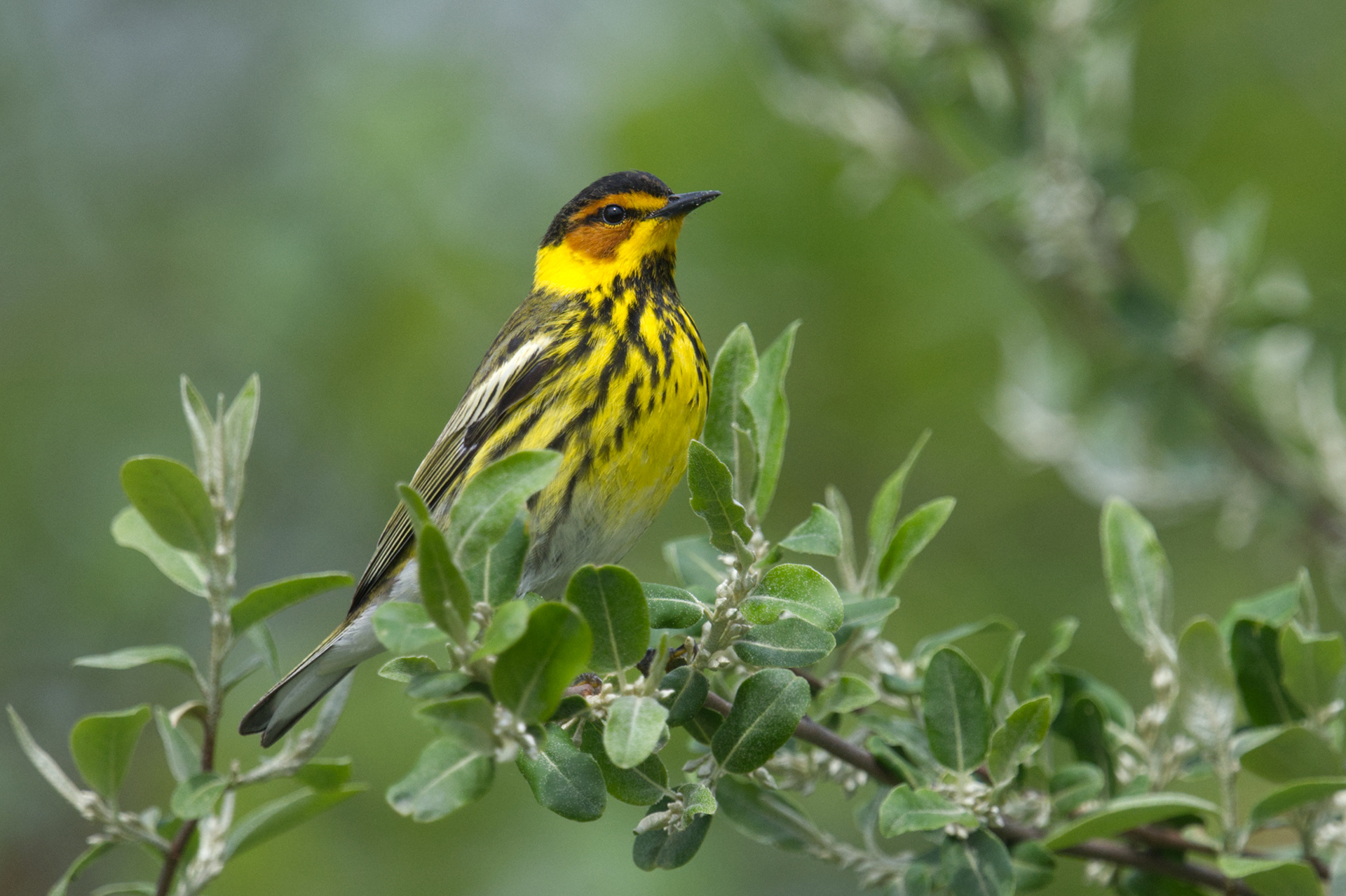 Cape May Warbler breeding male on budding plant
