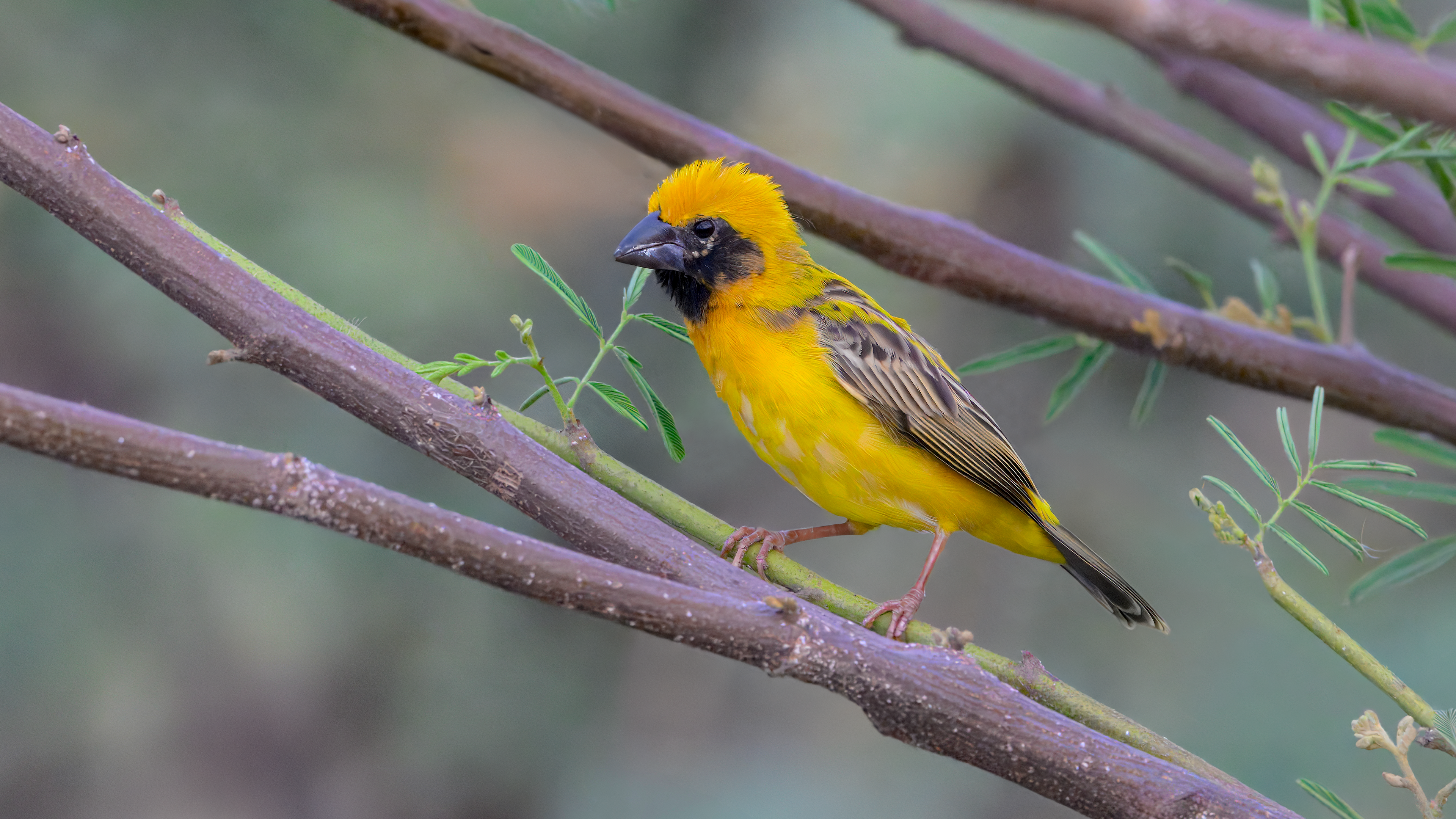 Asian Golden Weaver at Nong Pla Lai in Phetchaburi, Thailand