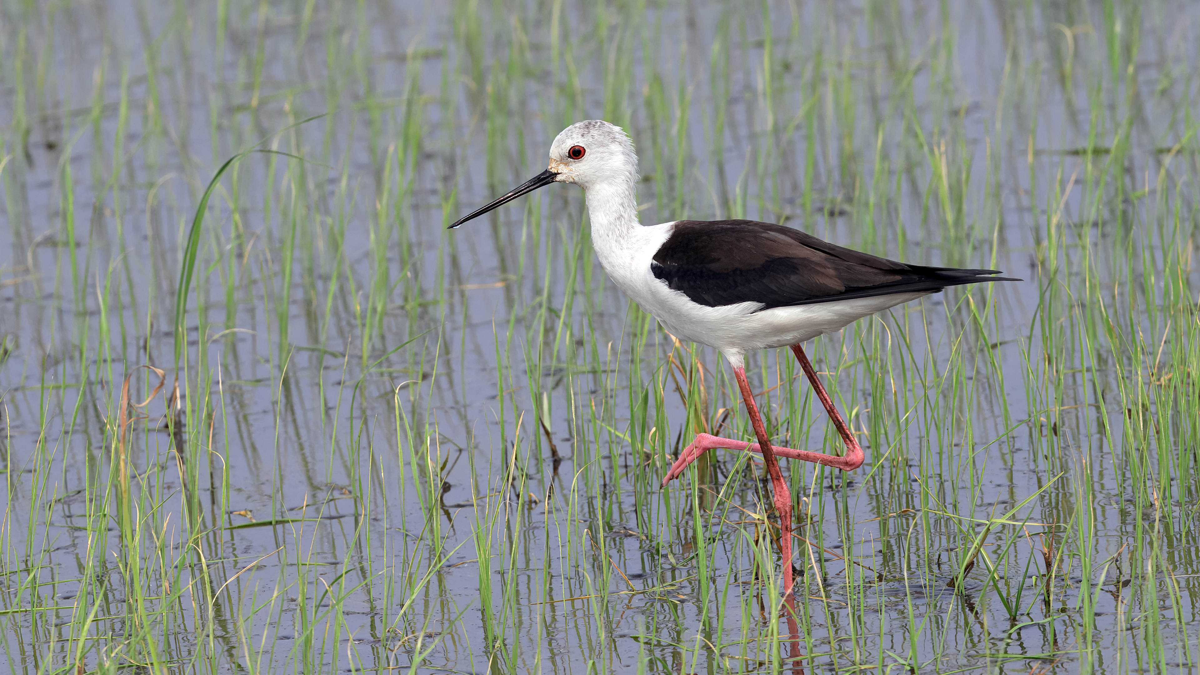 Black-winged Stilt stands in rice paddy at Nong Pla Lai in Thailand