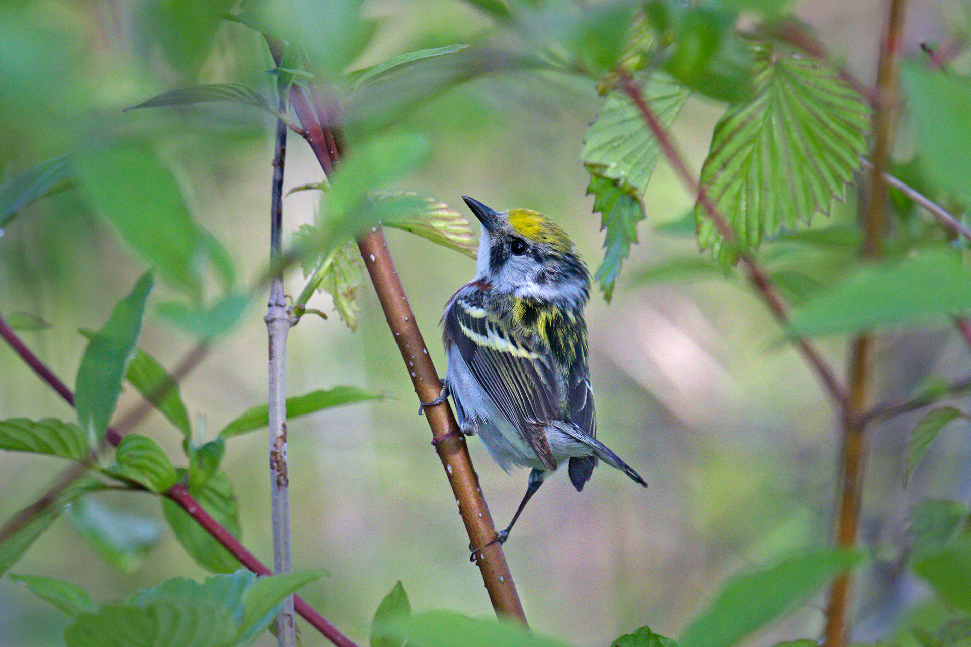 Chestnut-sided Warbler breeding male