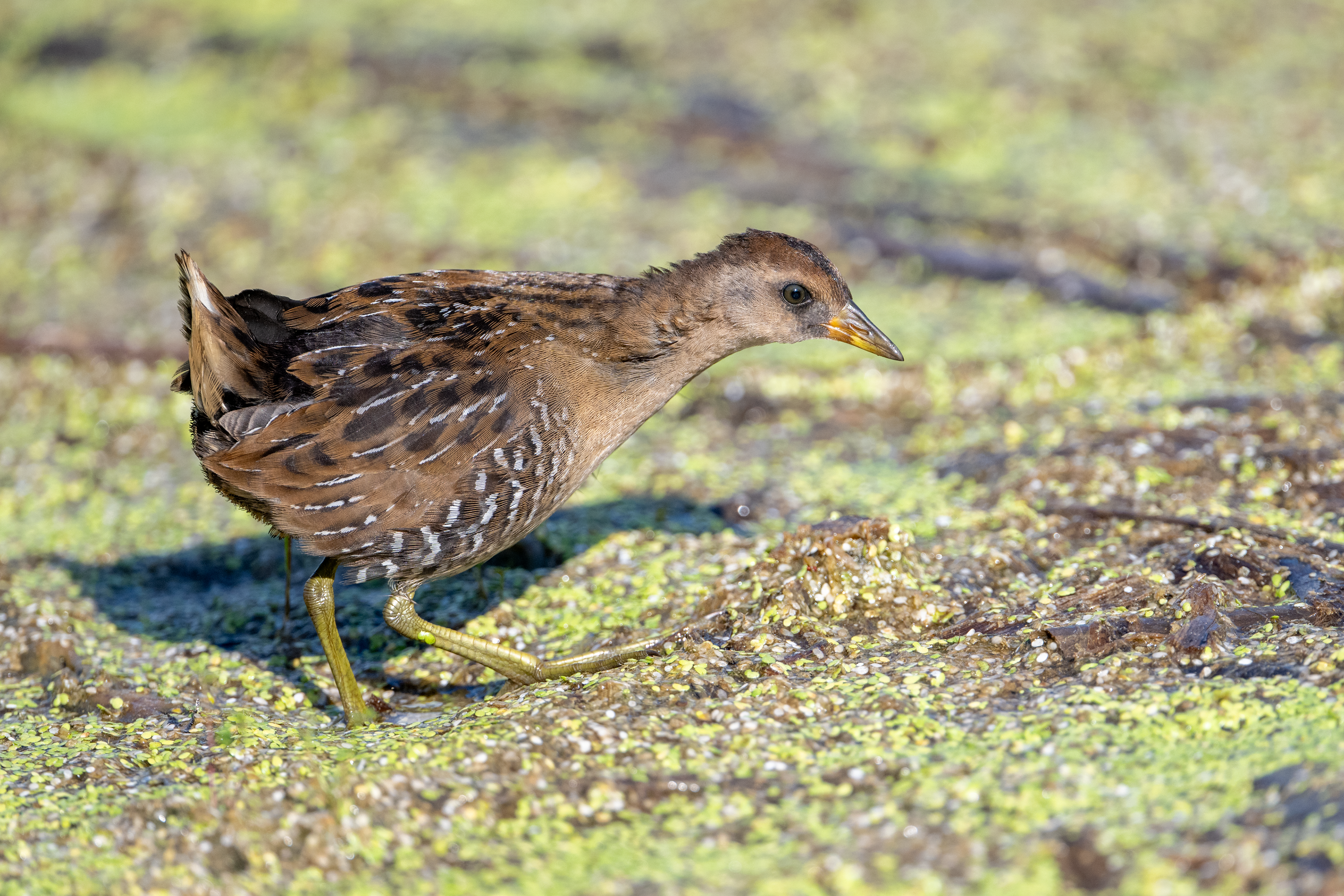 Juvenile Sora up close in marsh