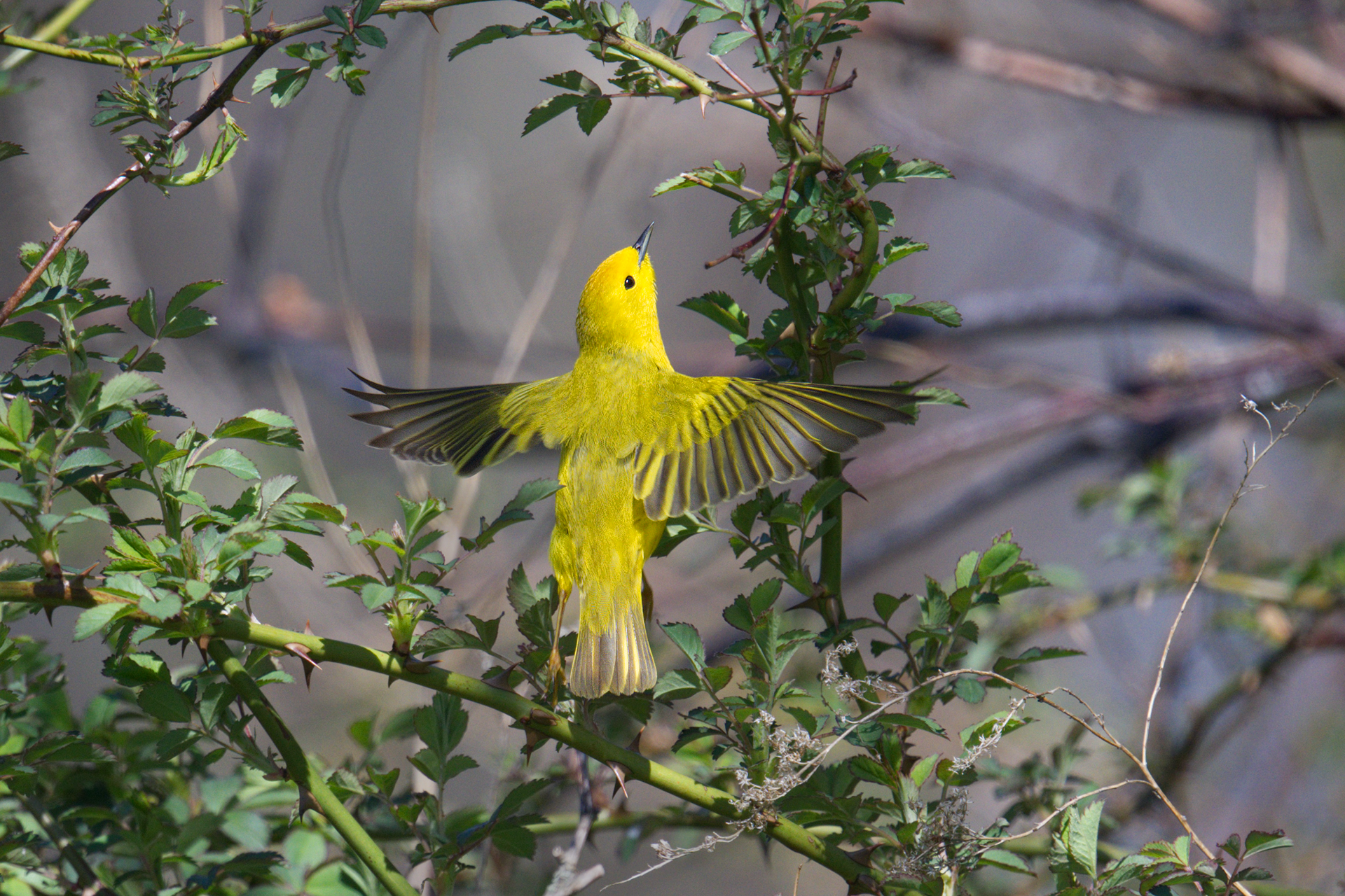 Yellow Warbler spreads wings to take flight from vine