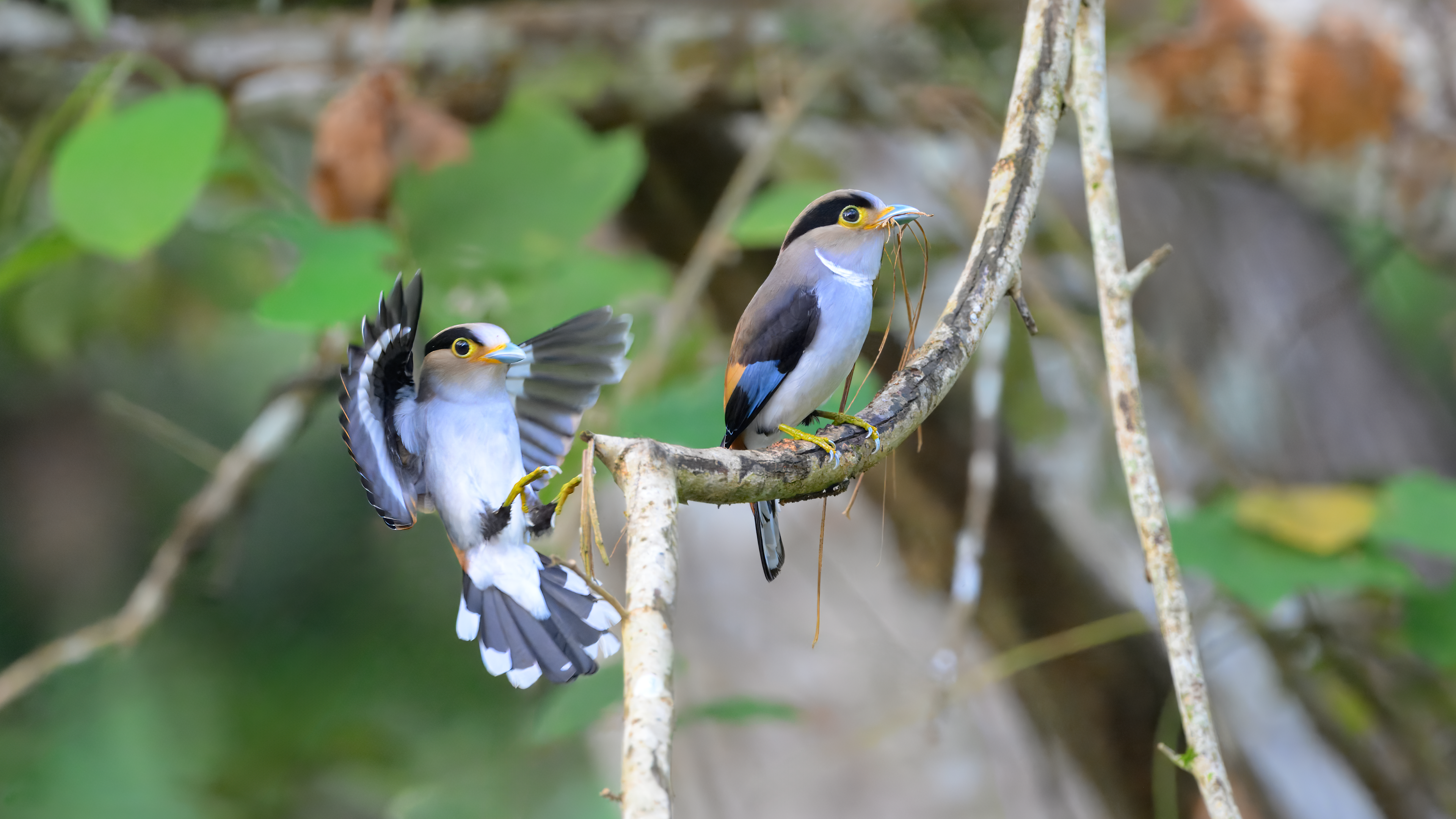 Silver-breasted Broadbill mating pair at Kaeng Krachan National Park in Thailand
