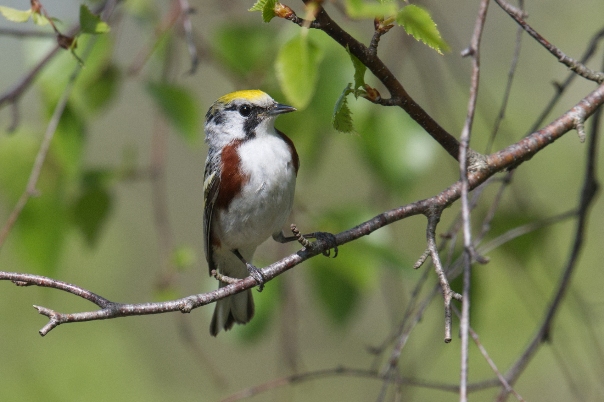 Chestnut-sided Warbler breeding male