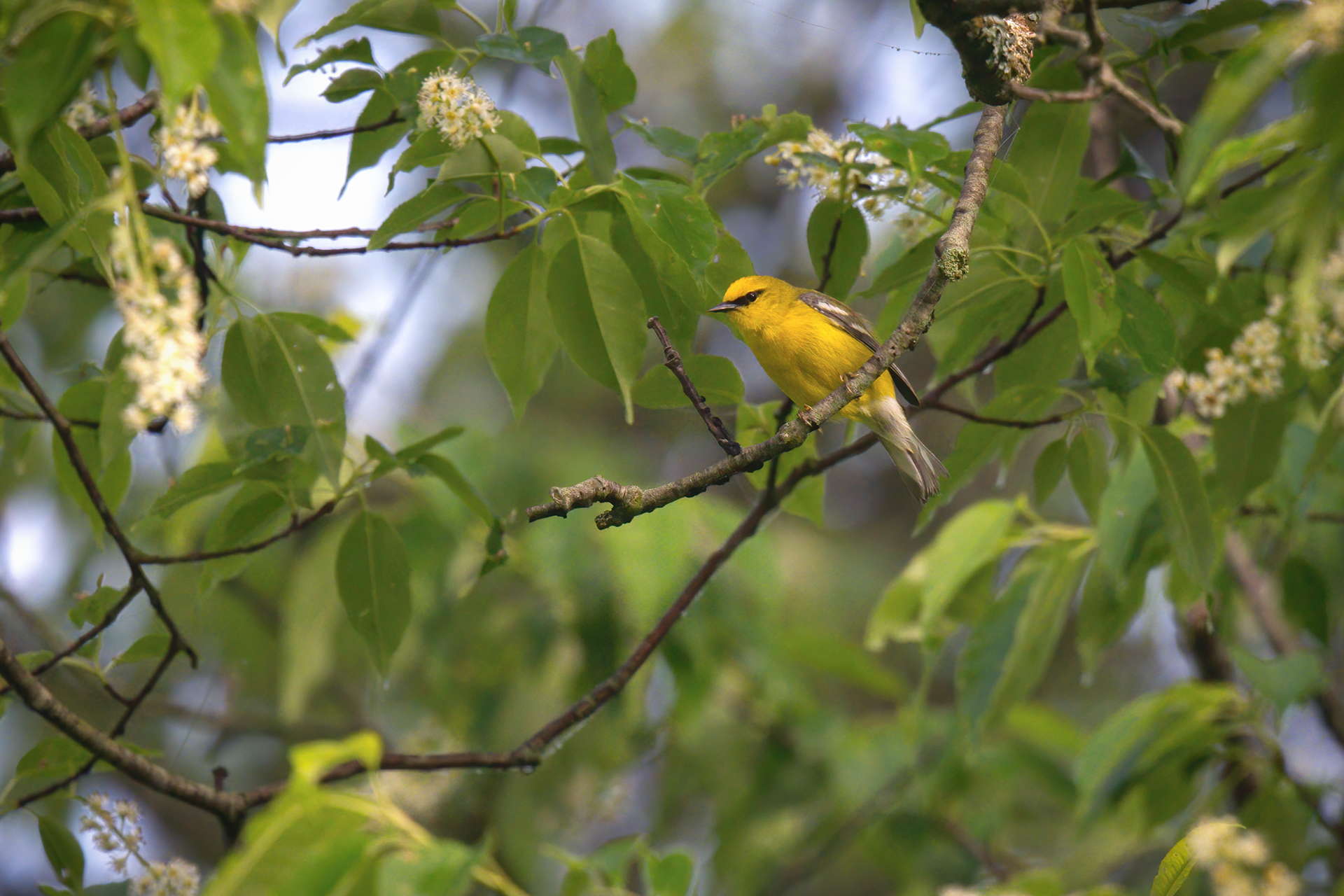 Blue-winged Warbler at Lindsay-Parsons Biological Preserve