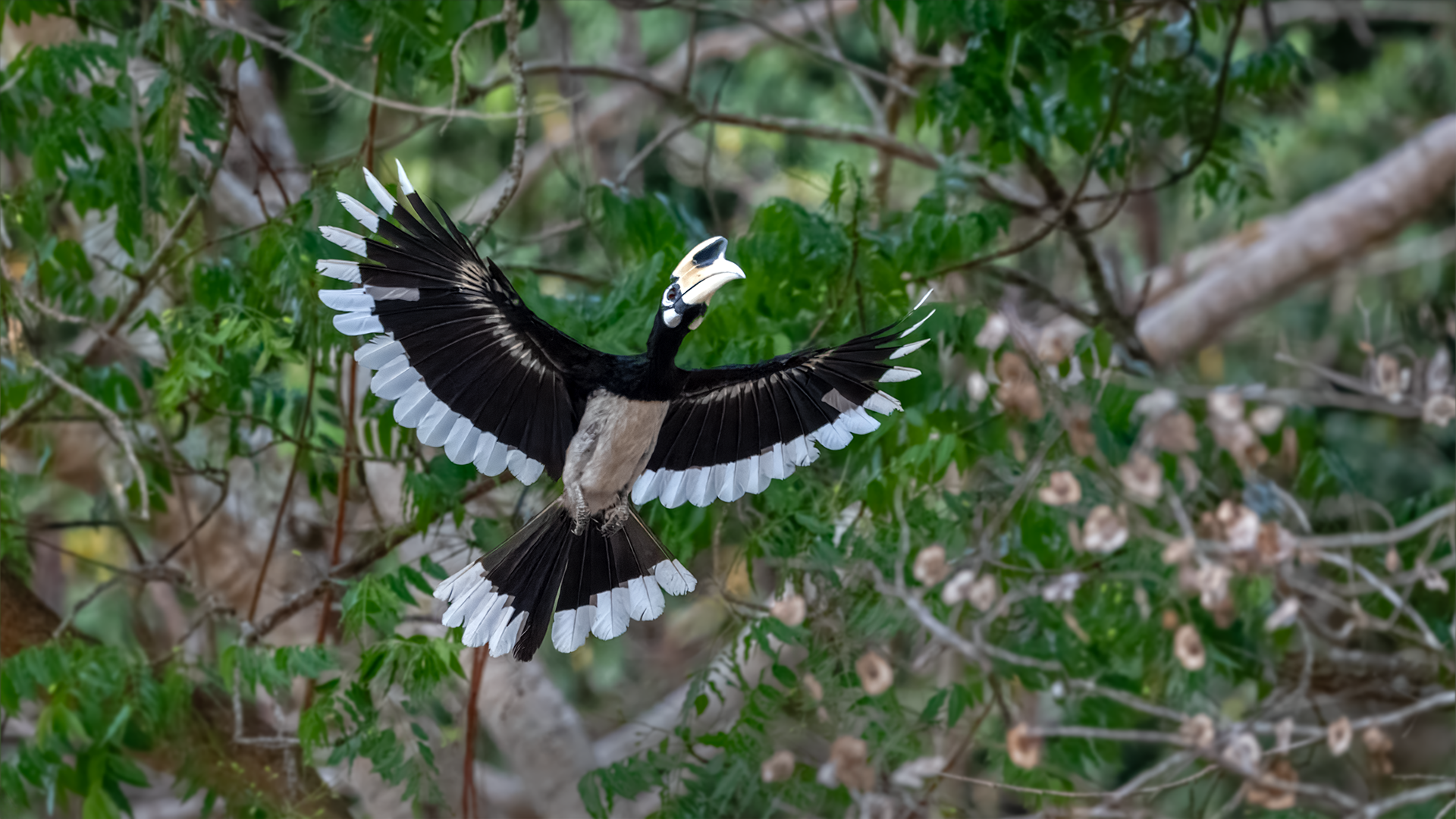 Oriental Pied Hornbill flies past trees with outspread wings at Kaeng Krachan National Park in Thailand