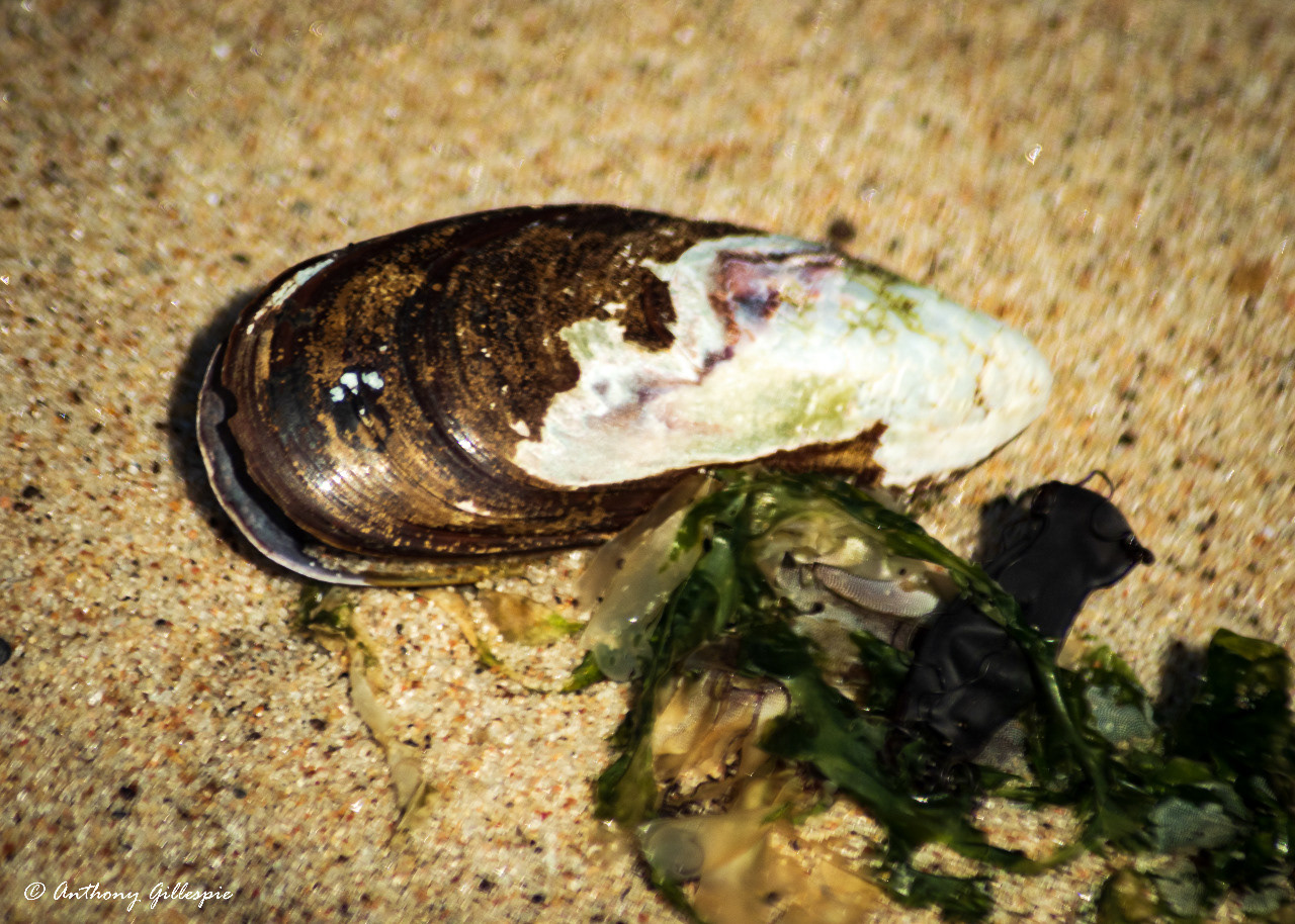 Mussel and seaweed on the beach.