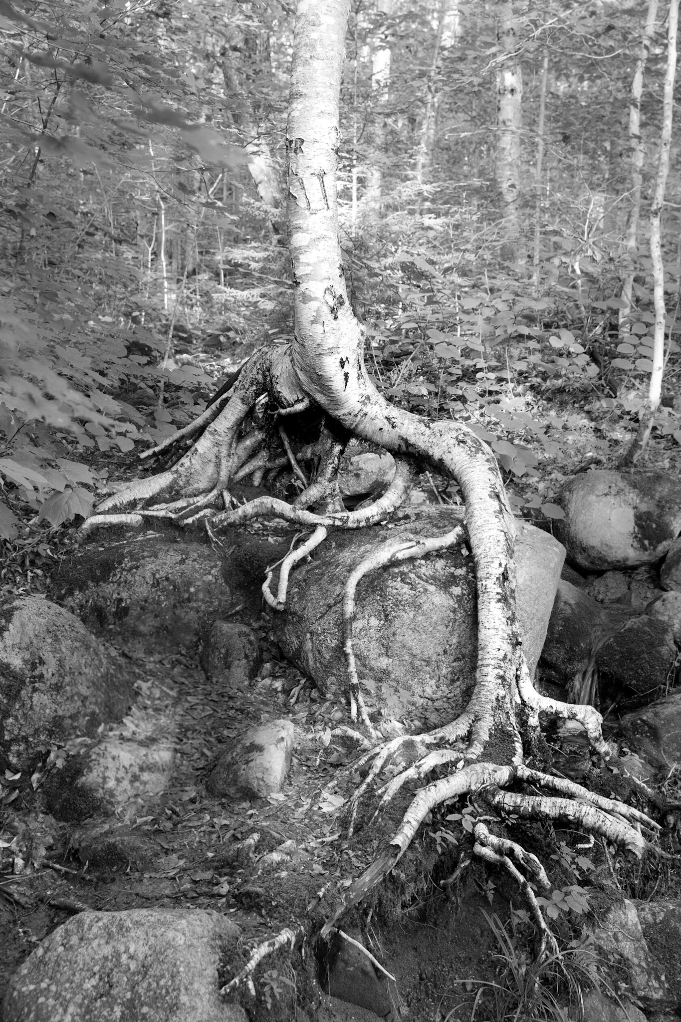 Etats-Unis, White Mountains - 2016