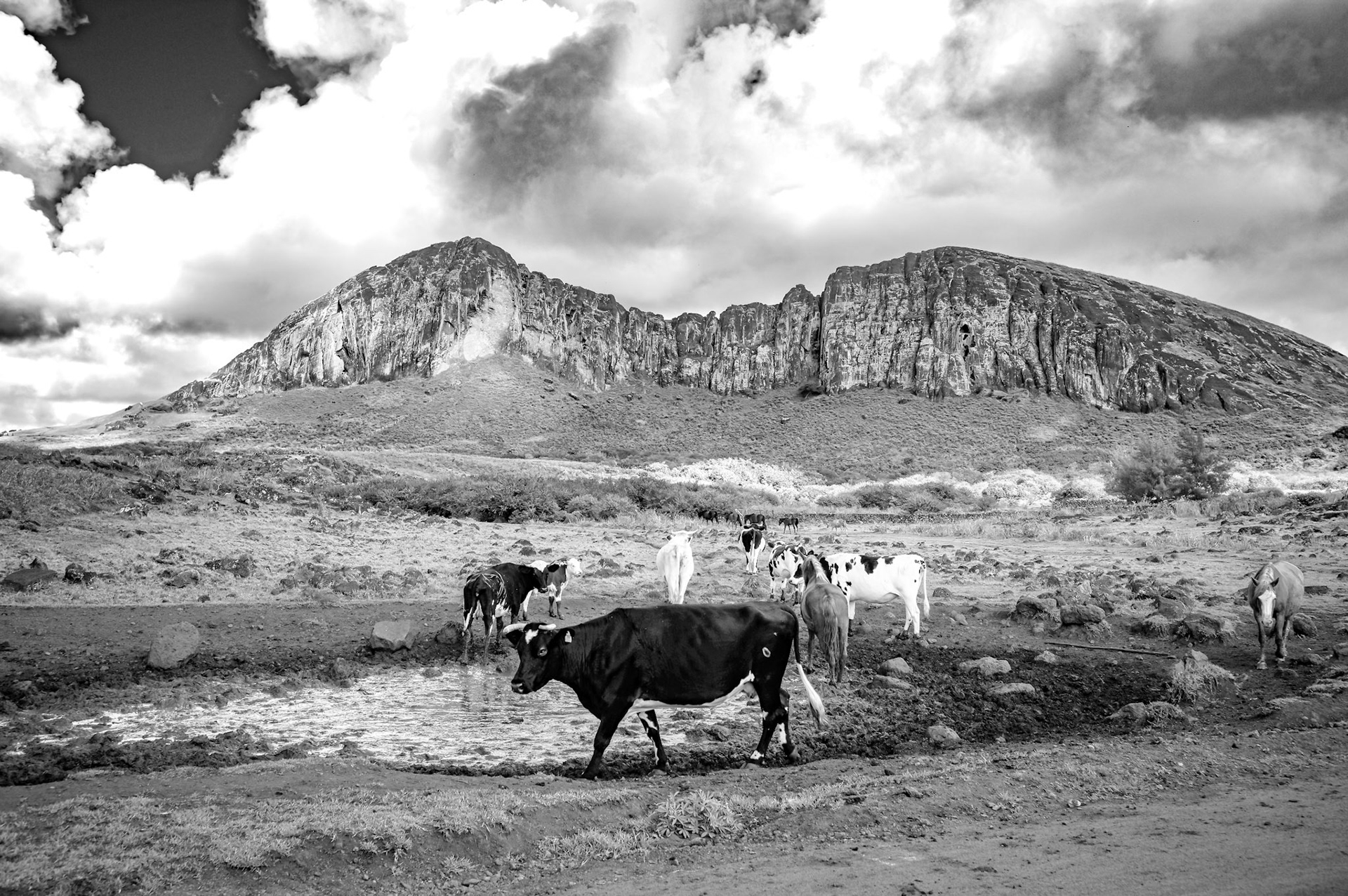 Easter Island Landscape with Cattle