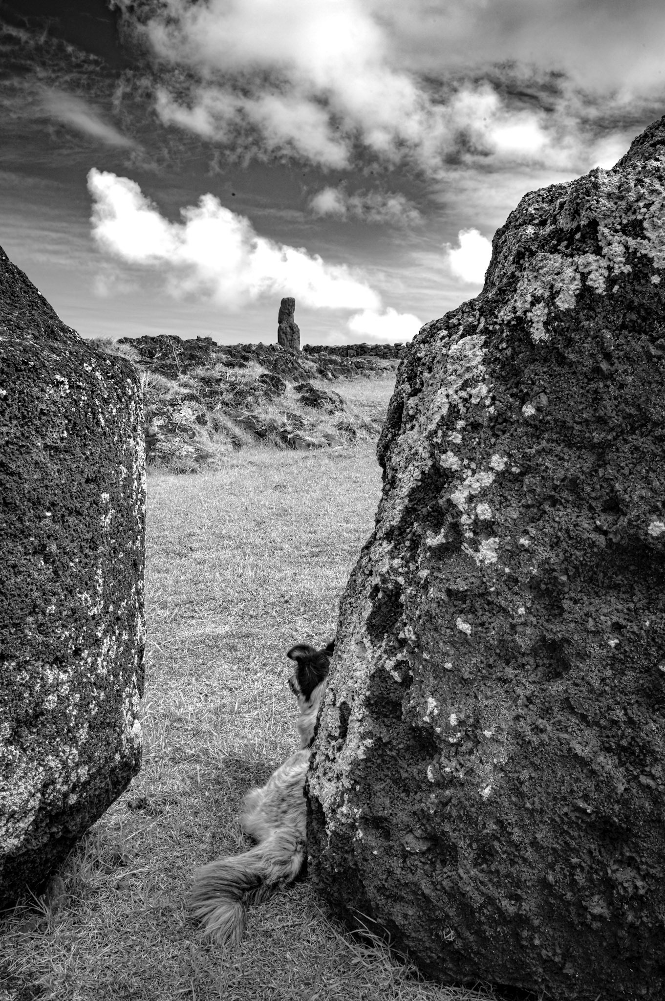 Easter Island, wild dog resting in shade, contemplating one of the many Moai