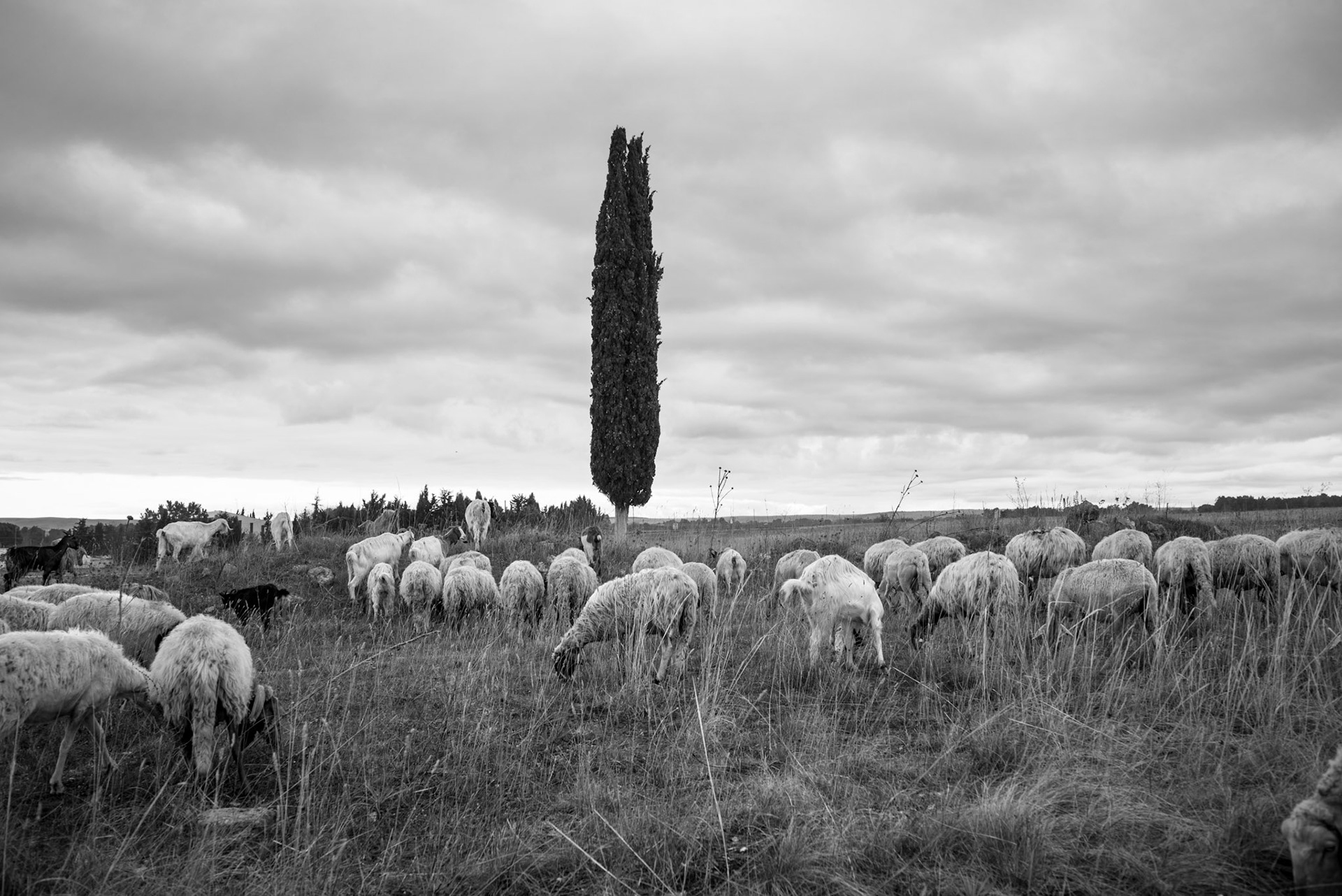 Camp 65 today. December 9, 2023. Sheep grazing where civilians once lived.