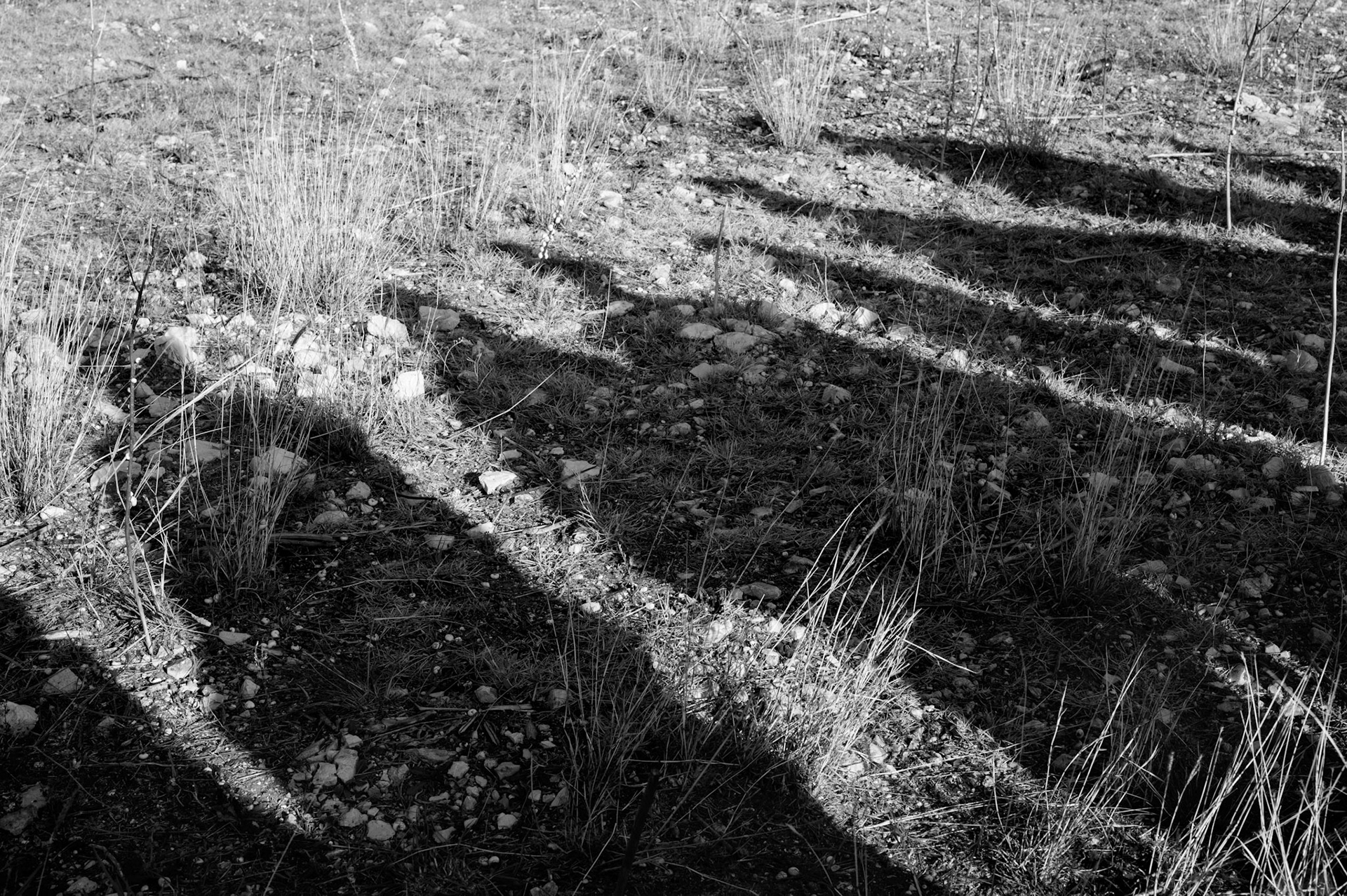 Shadows. Camp 65. October 12, 2024. The shadows of relatives of a POW visiting the Camp.