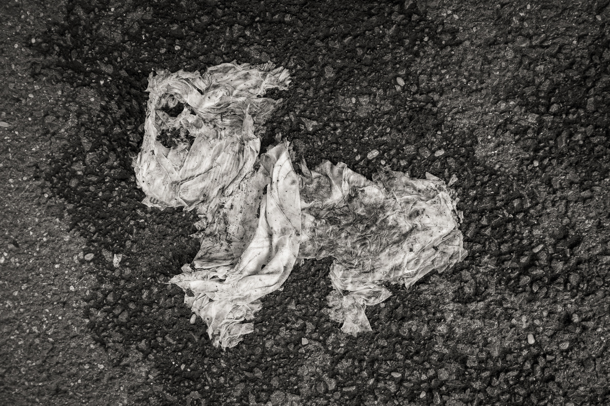 Small Dog
