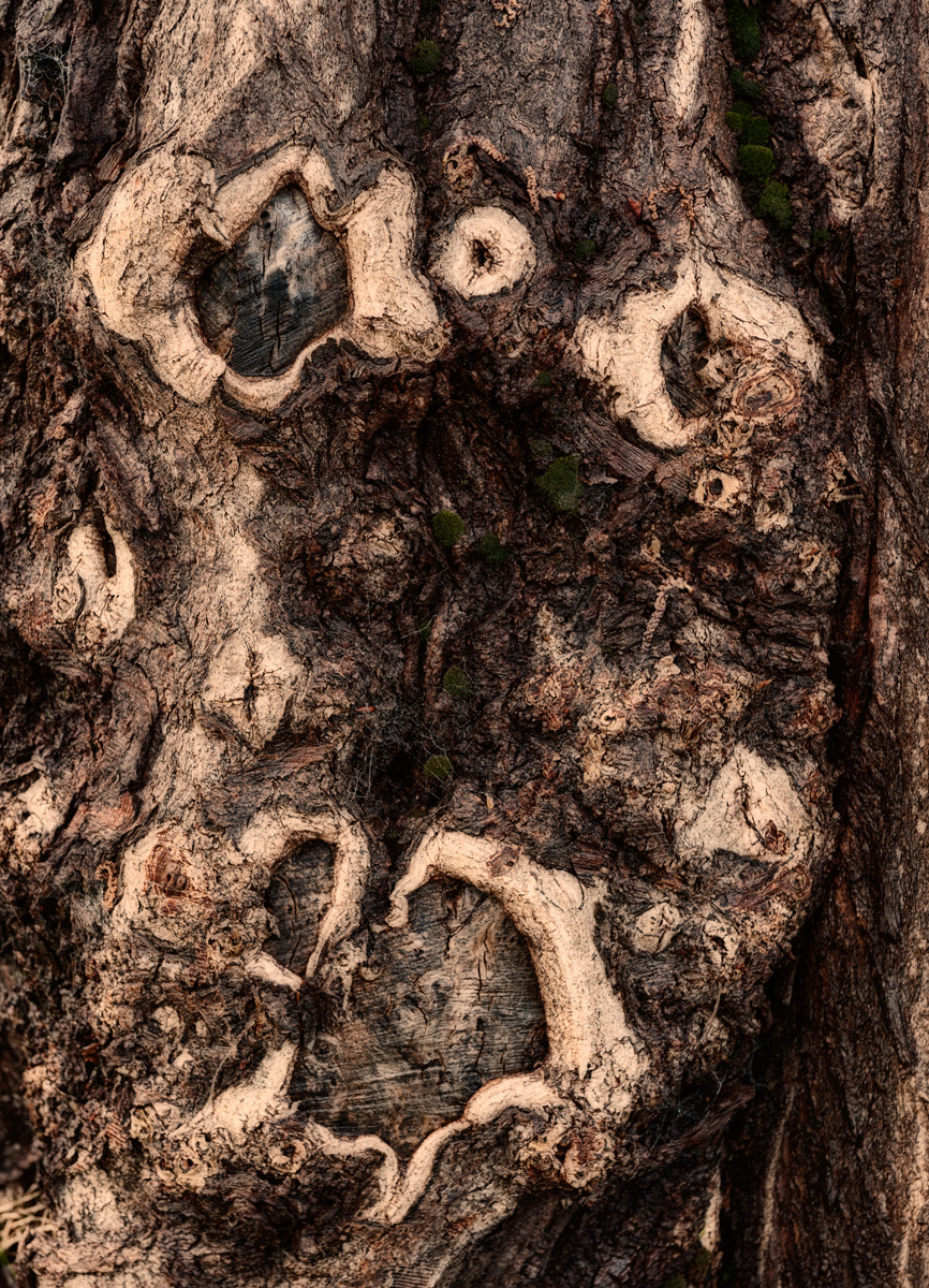 Sad Tree Face