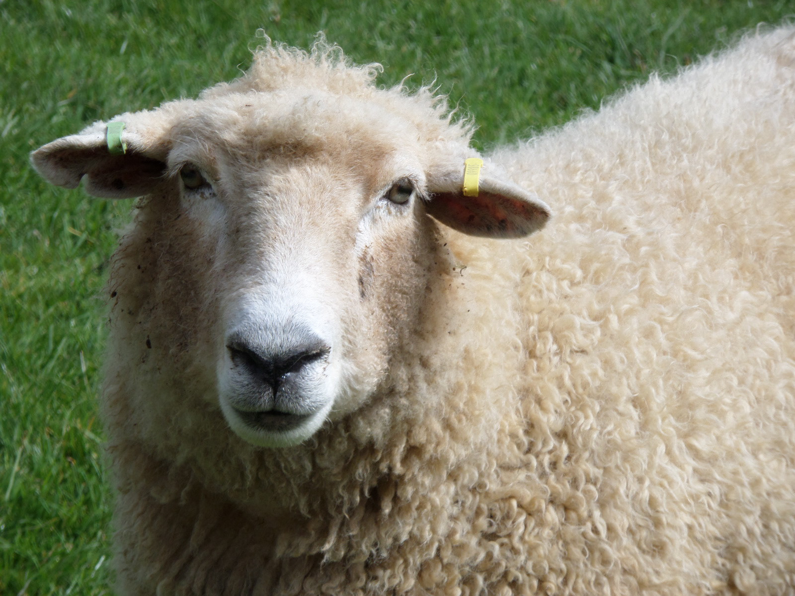 Photo I took of a sheep :)