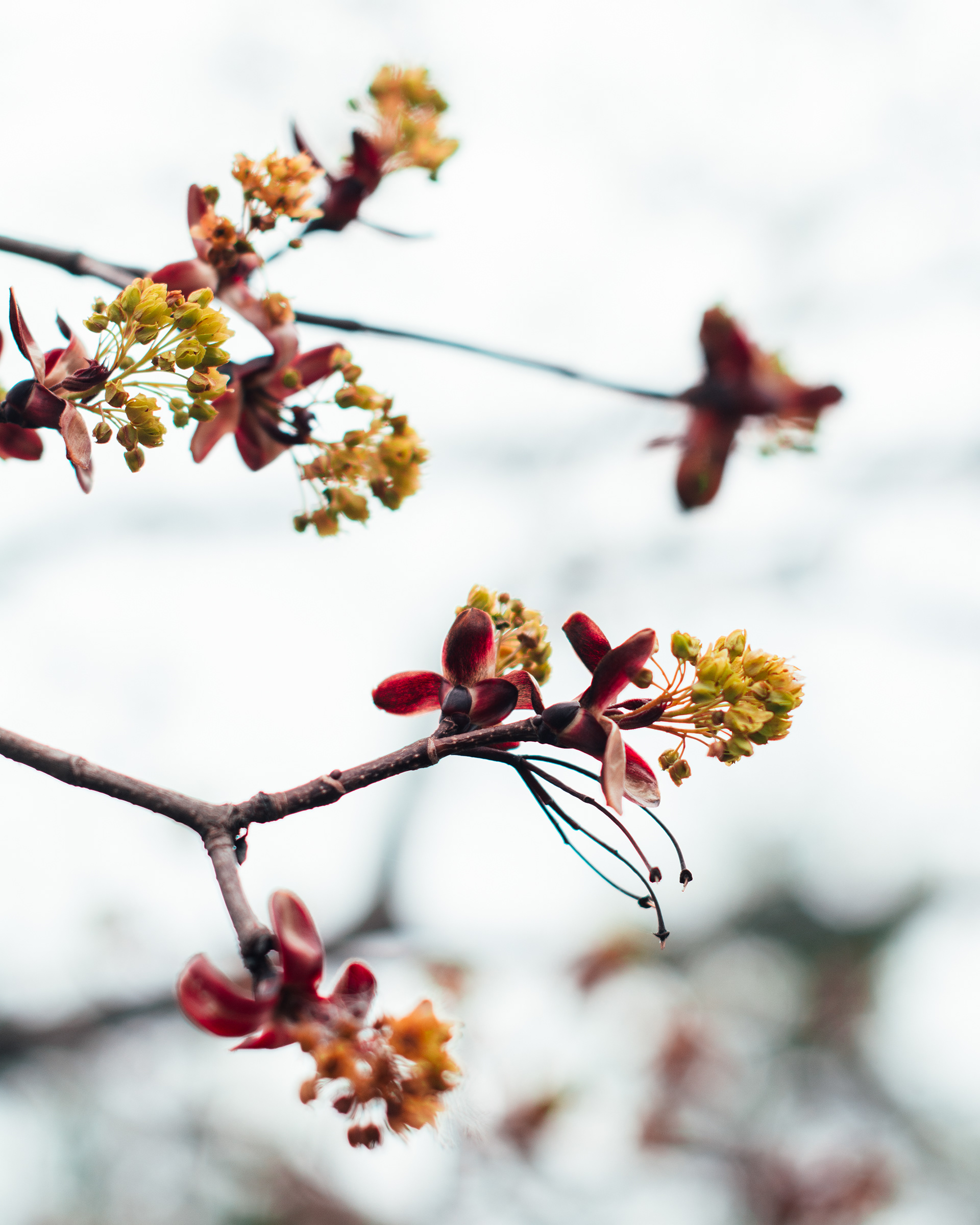 Maple Buds