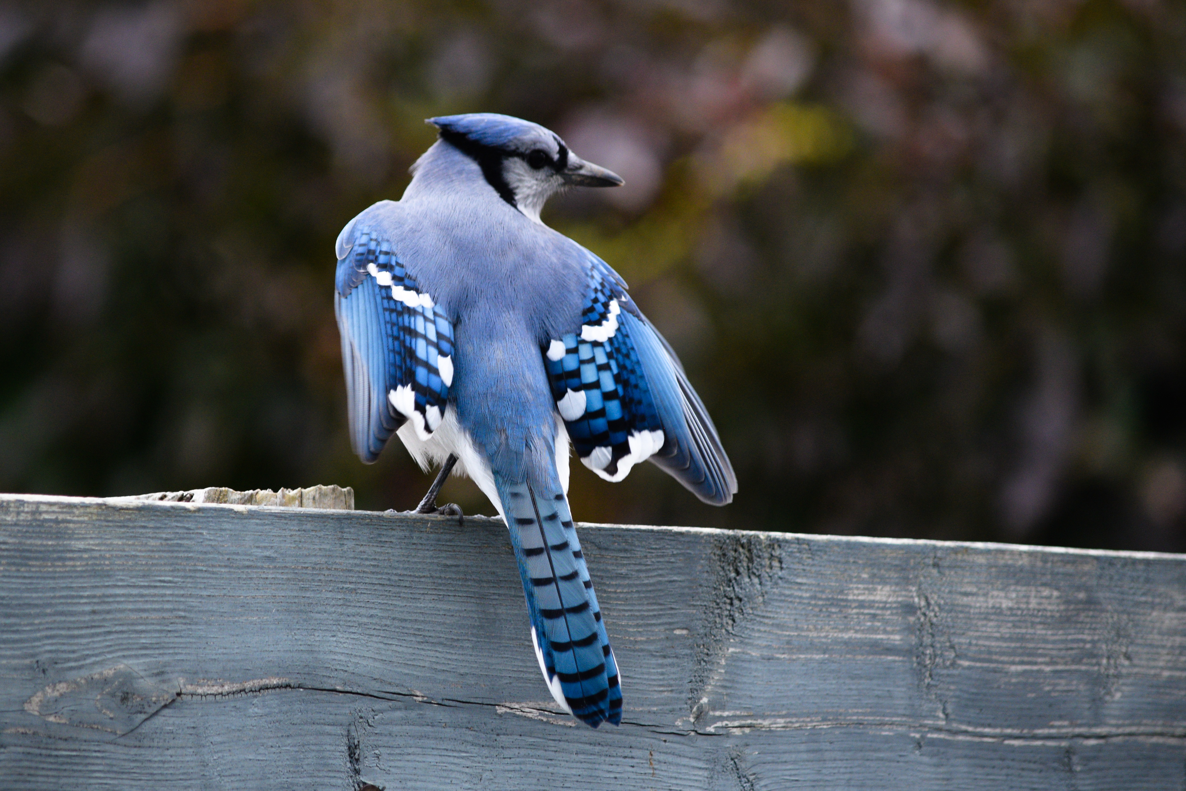 Blue Jay