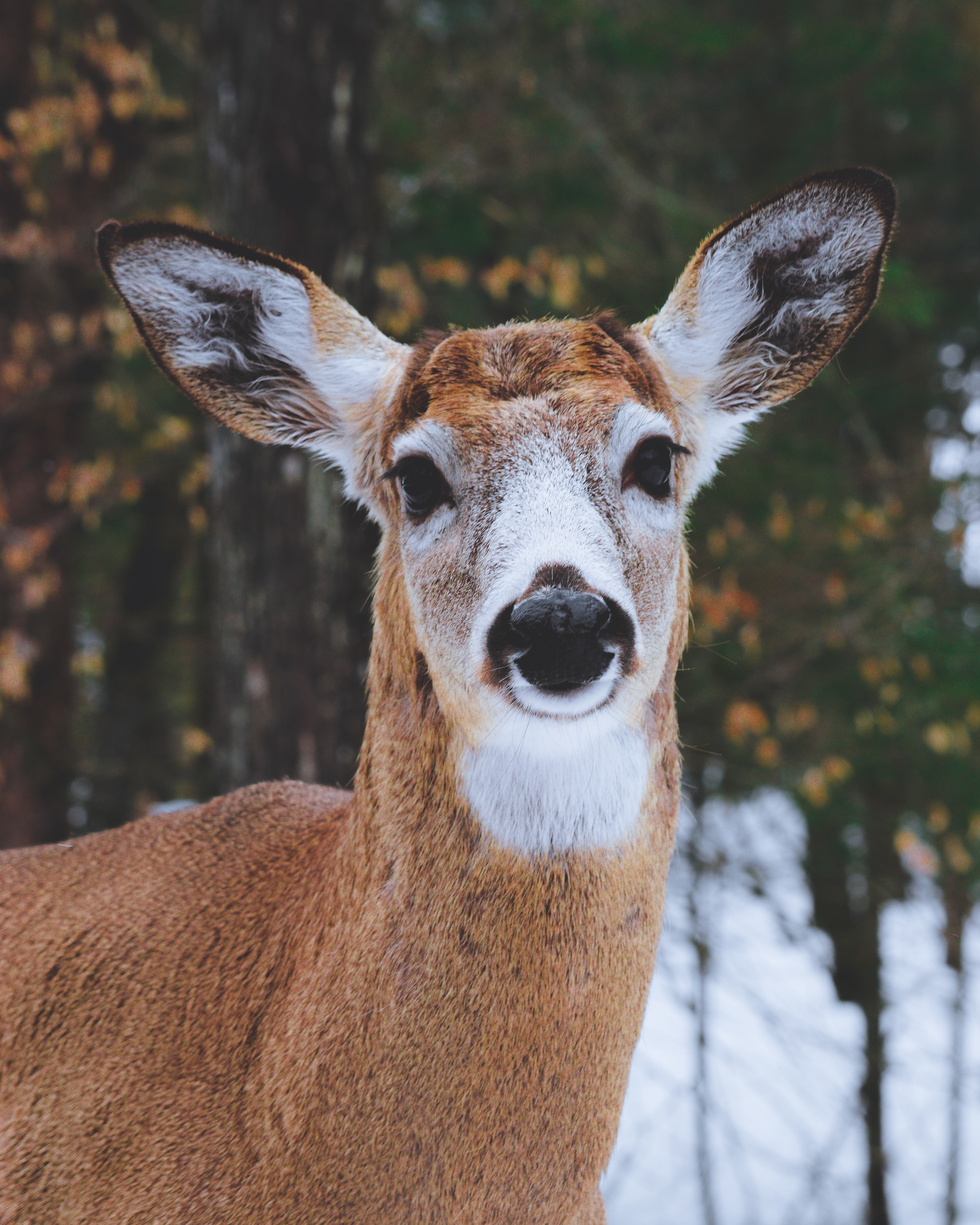 Doe a Deer