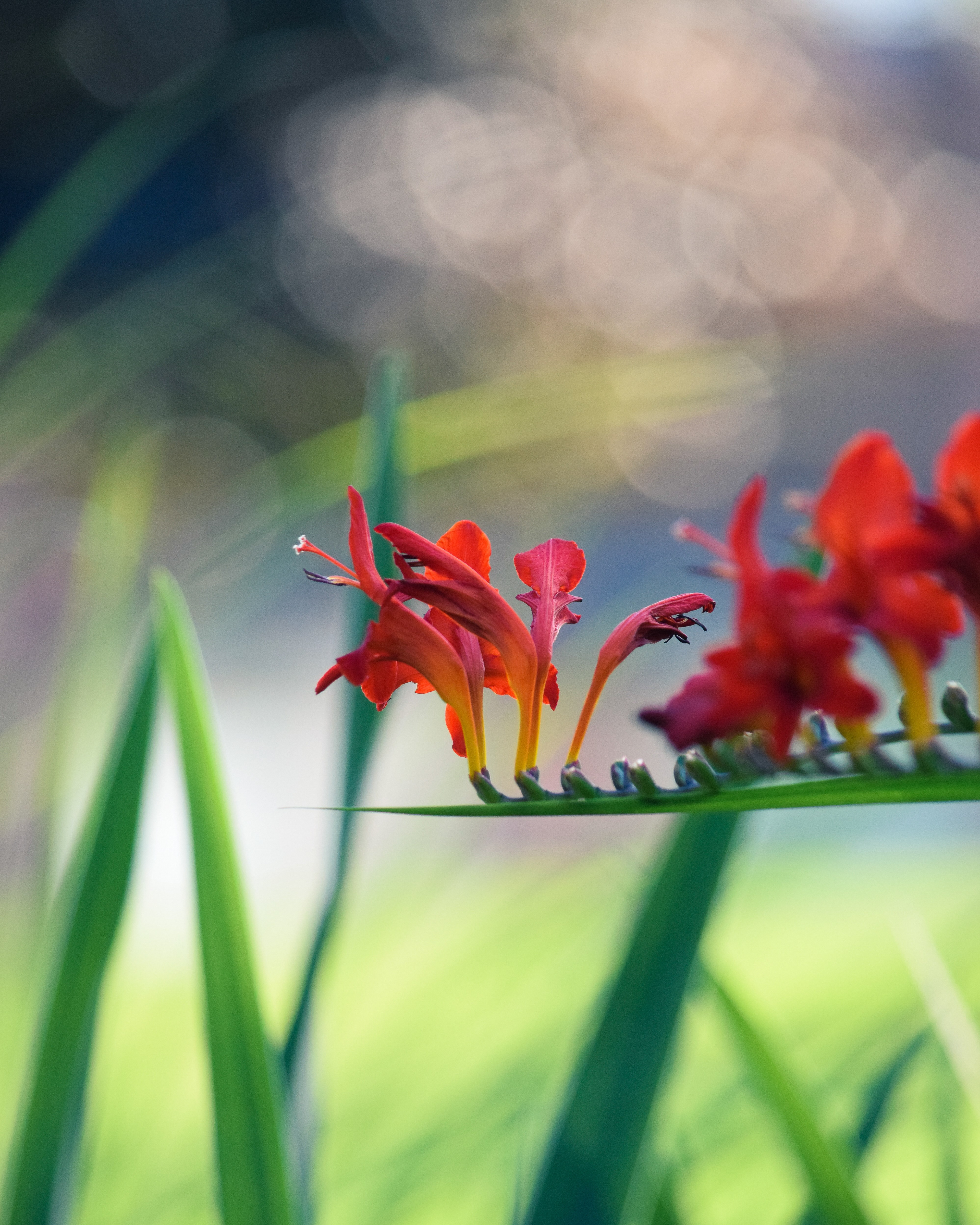 Crocosmia
