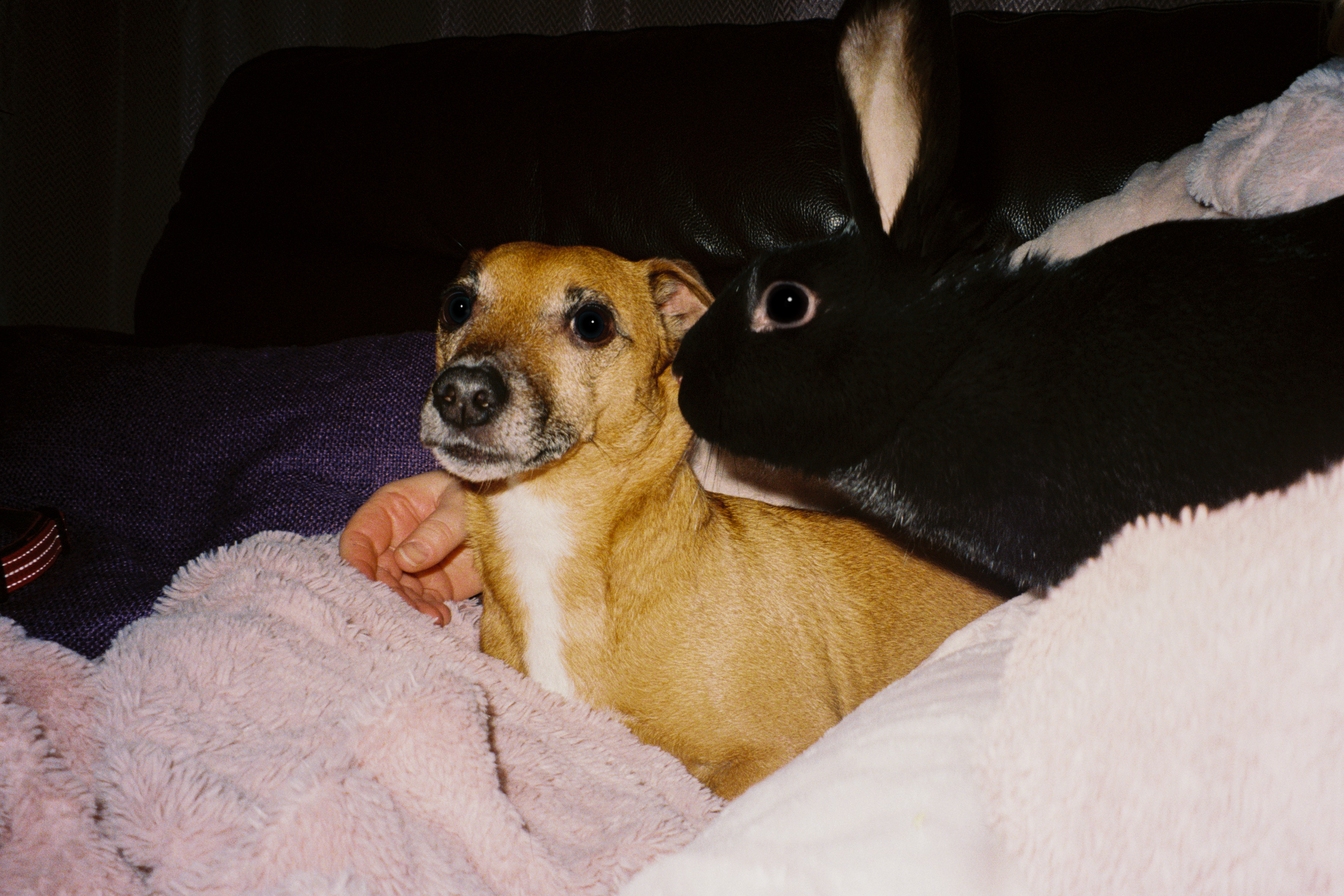 Pip and Star - December 2023