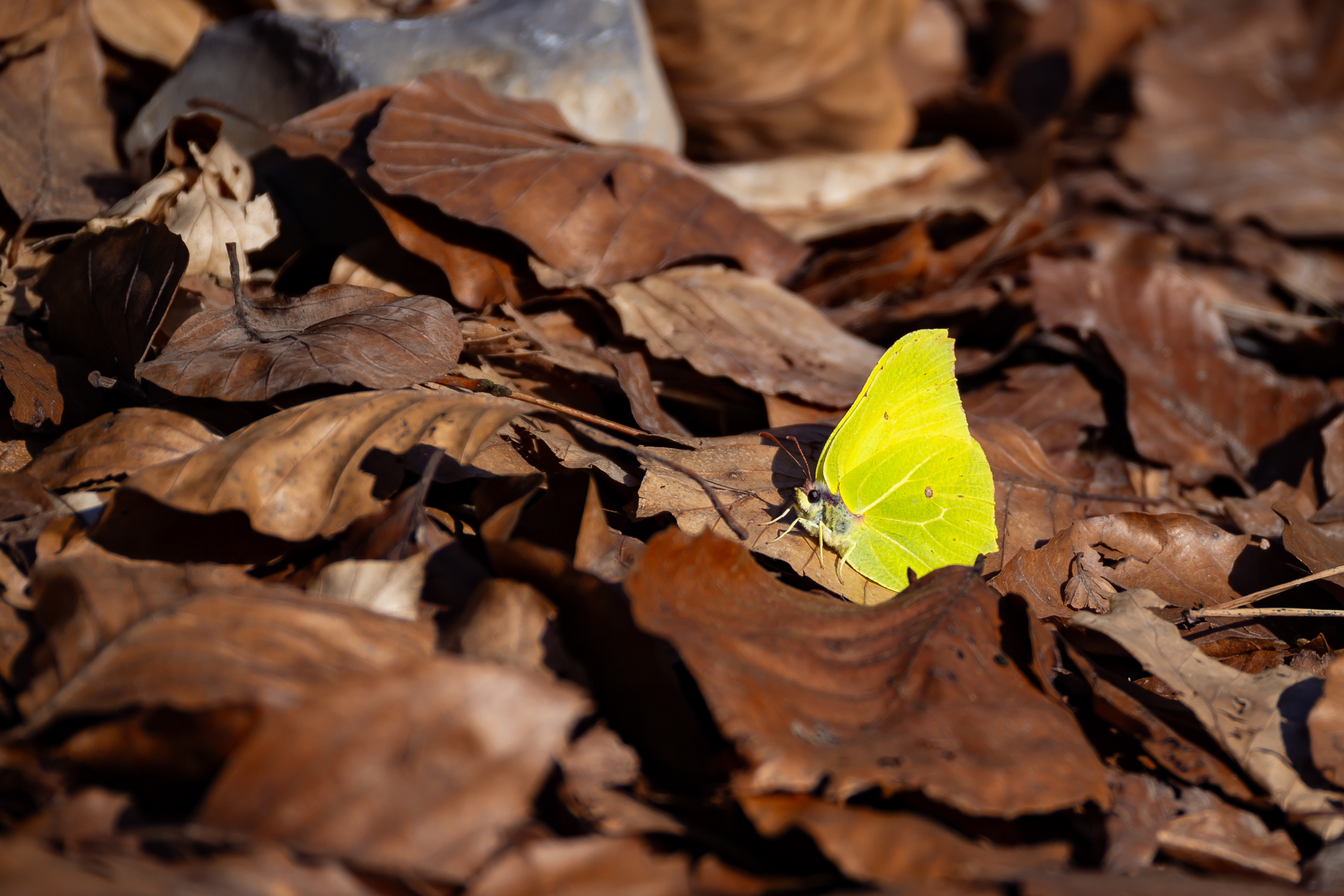 Ein Zitronenfaltender Zitronenfalter.